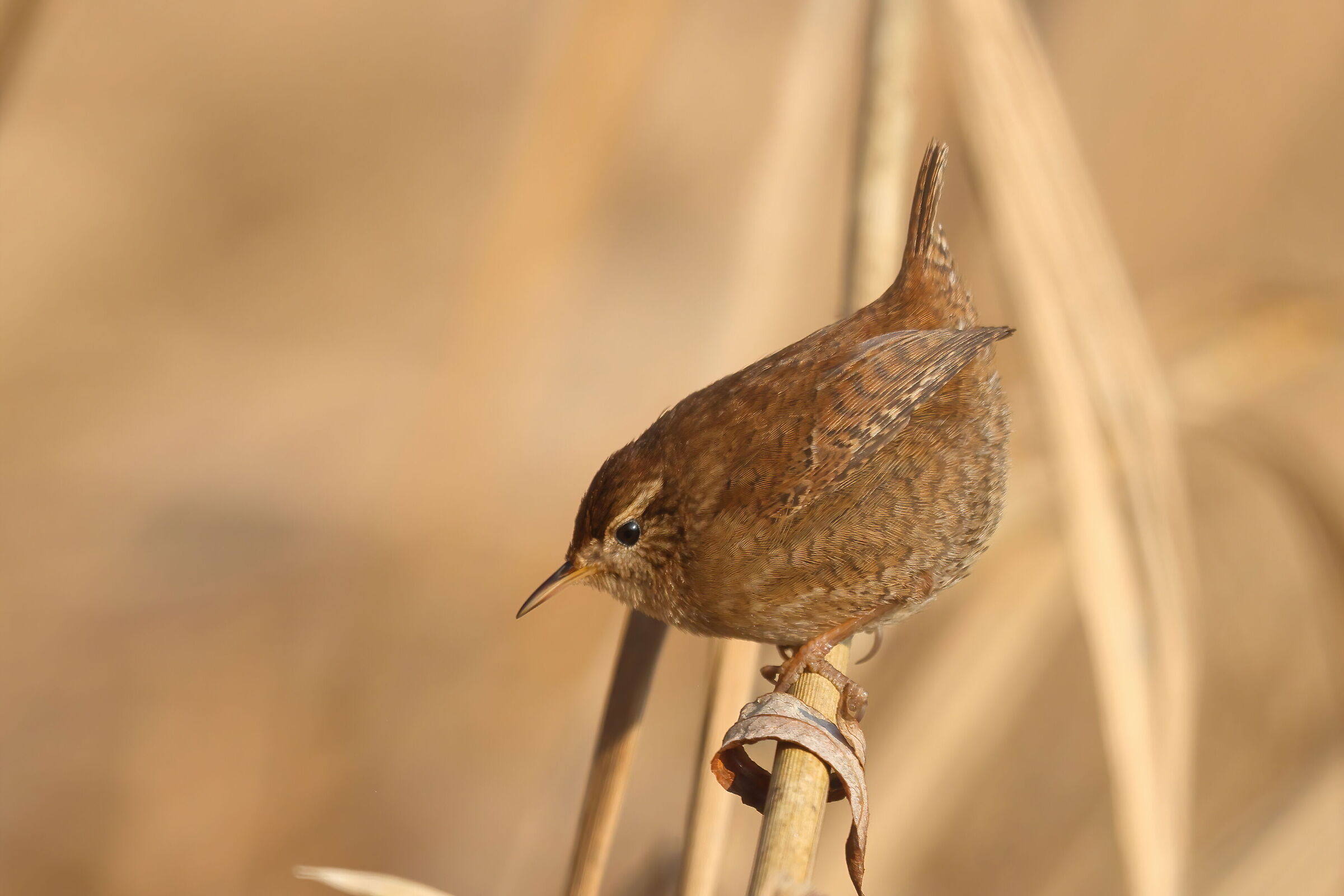 wren