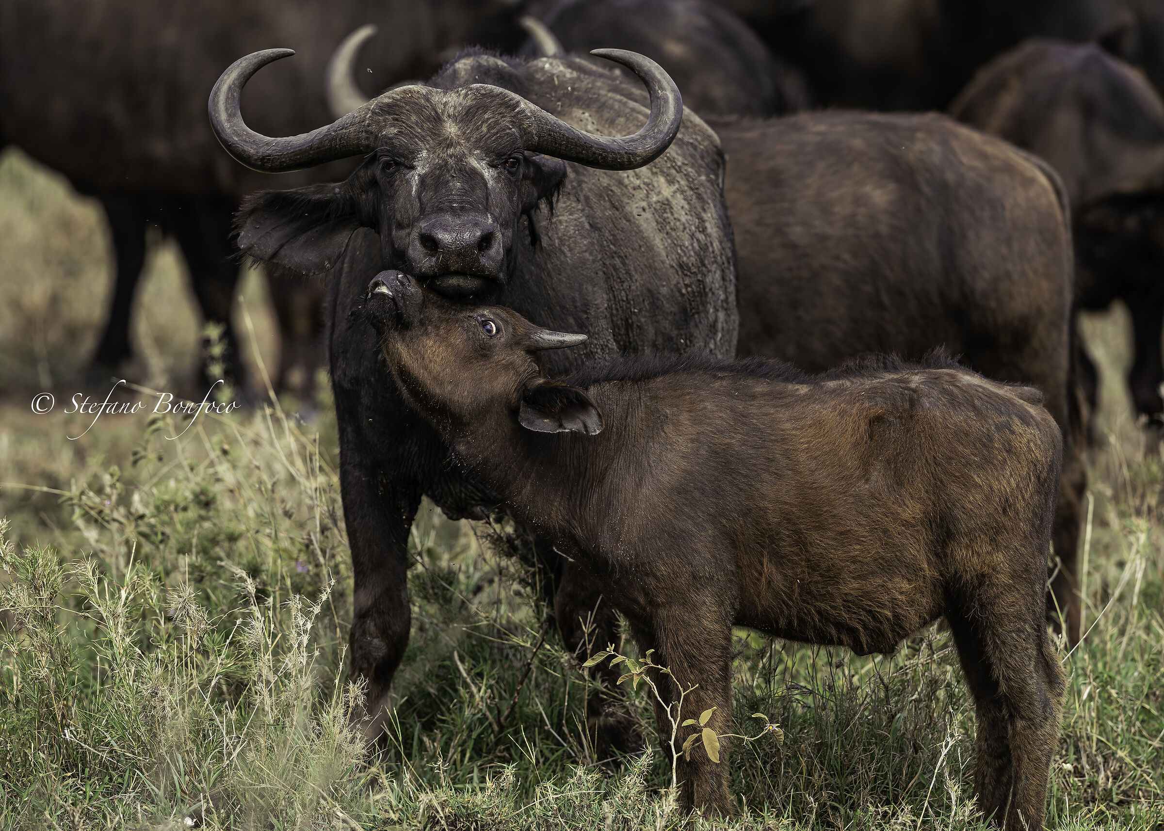 Bufalo nero (Syncerus caffer)