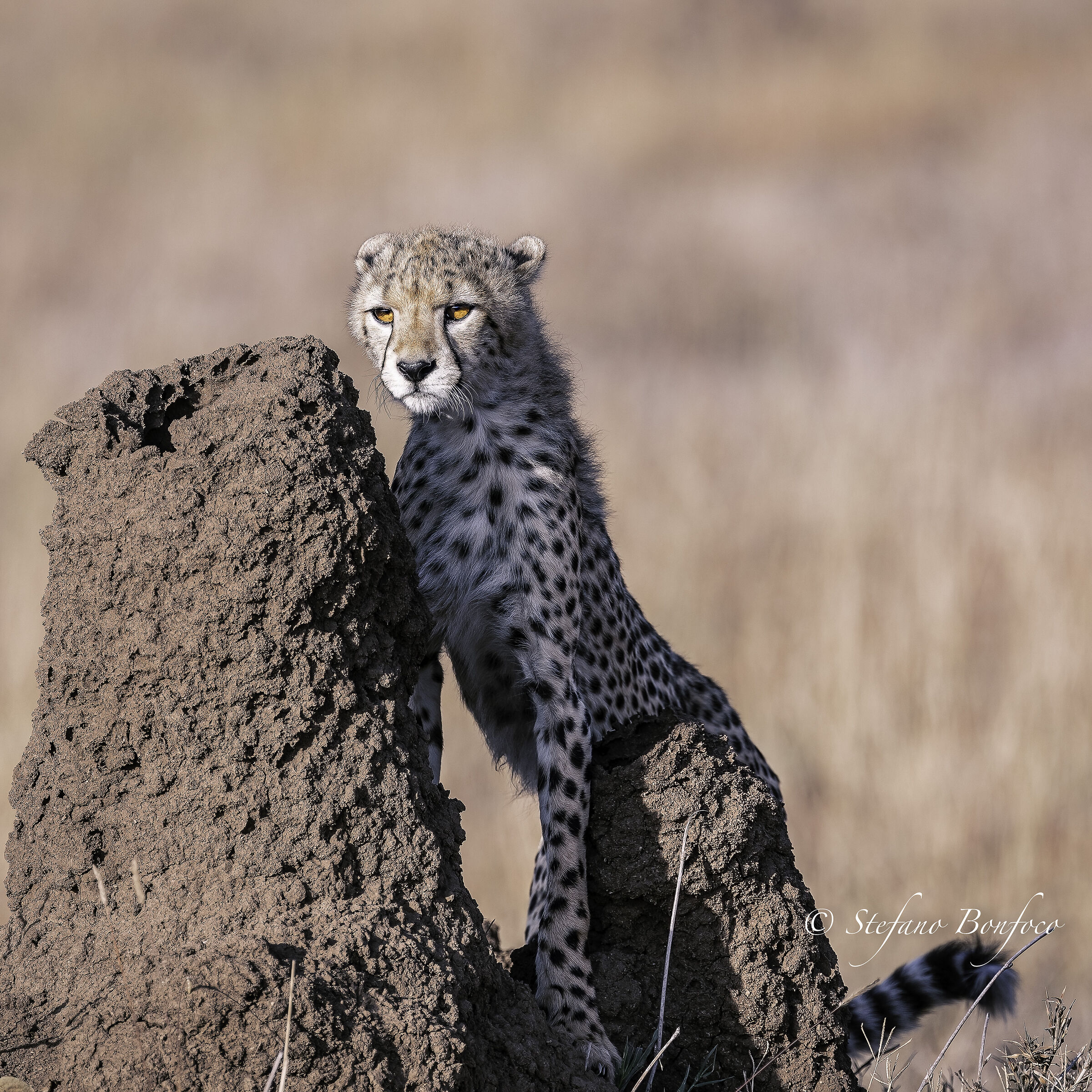 Acinonyx jubatus