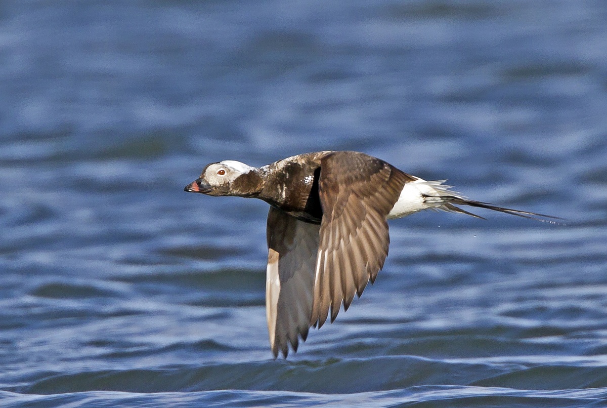 In volo sul lago Myvatn
