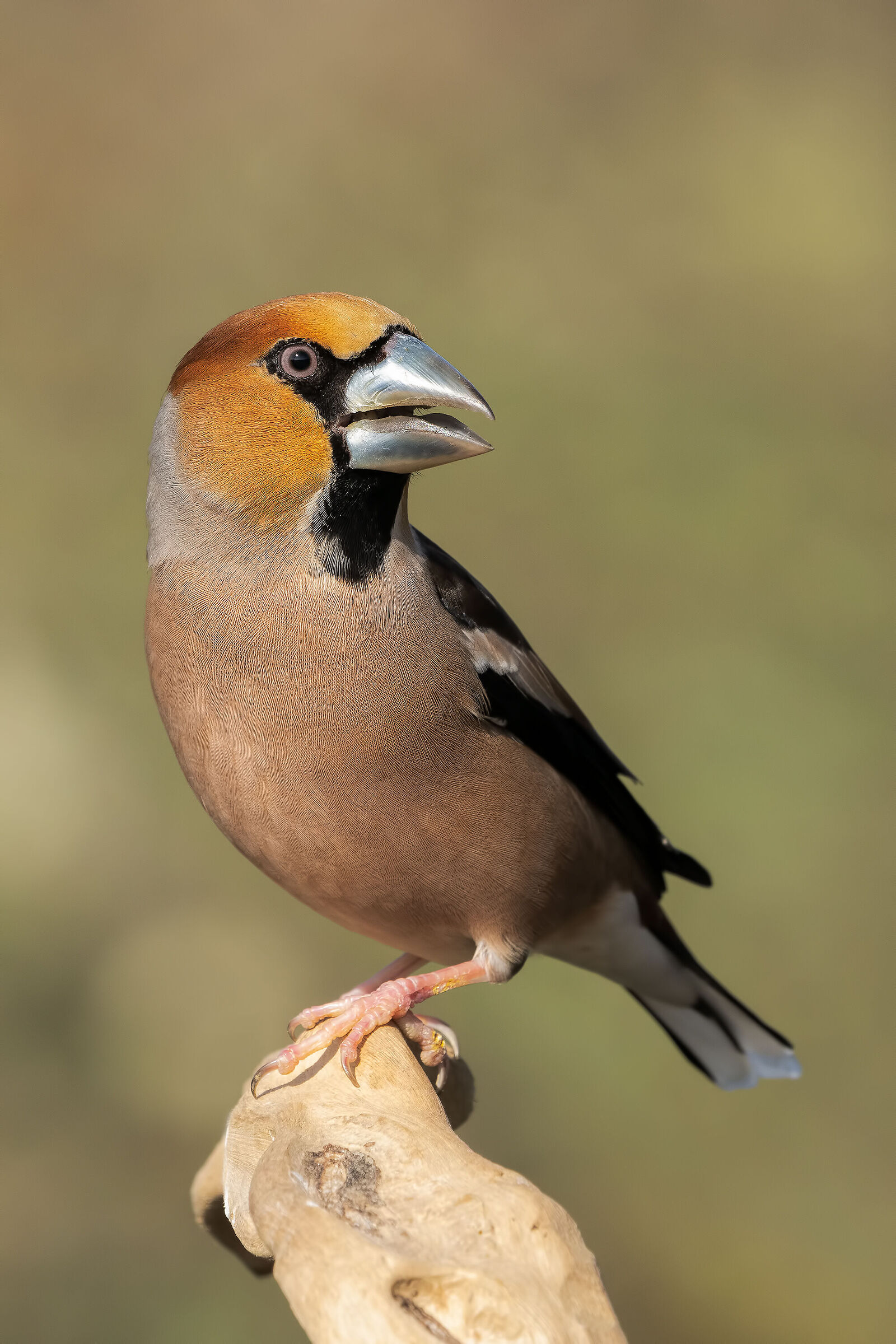 The beak begins to darken