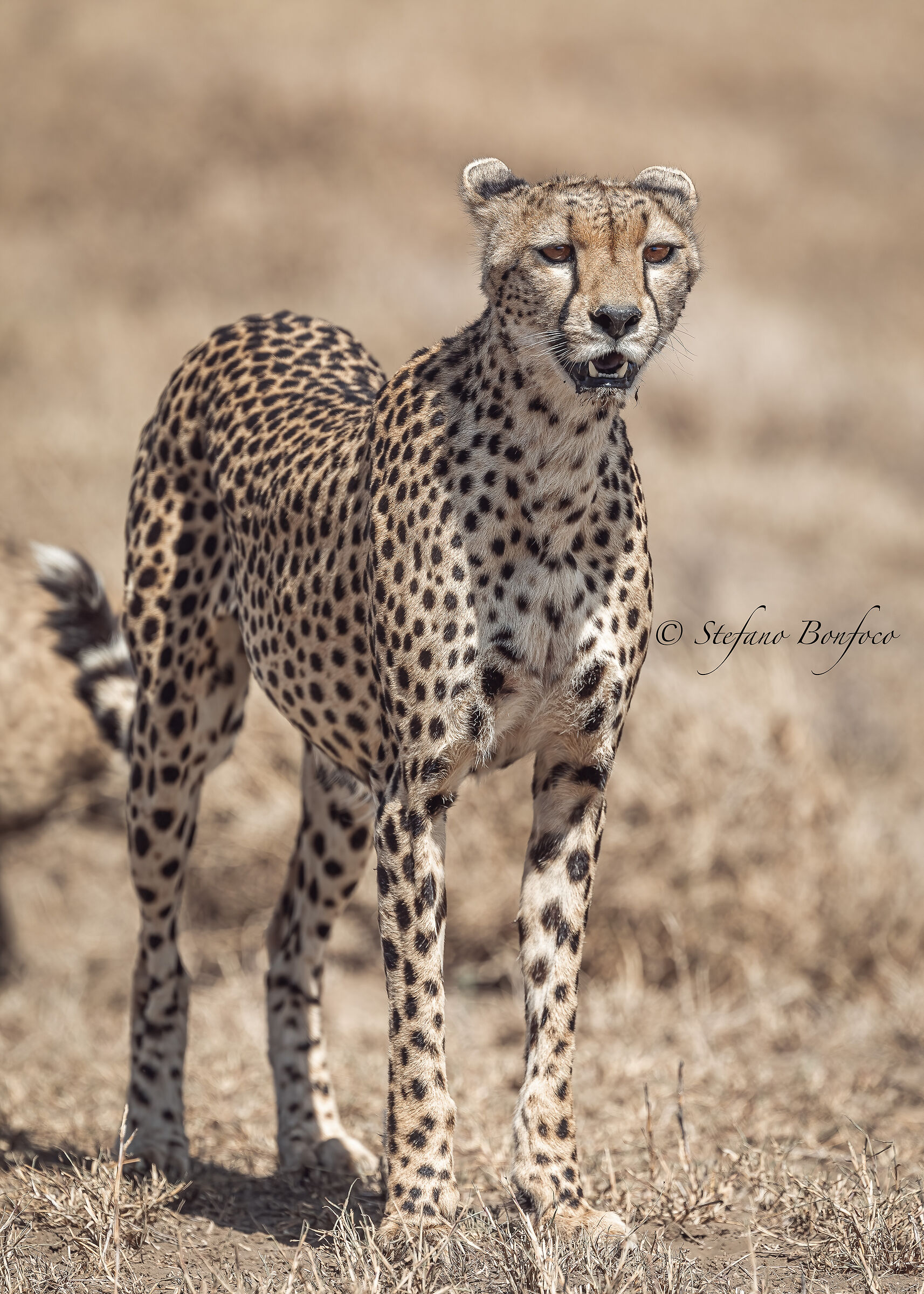 Acinonyx jubatus