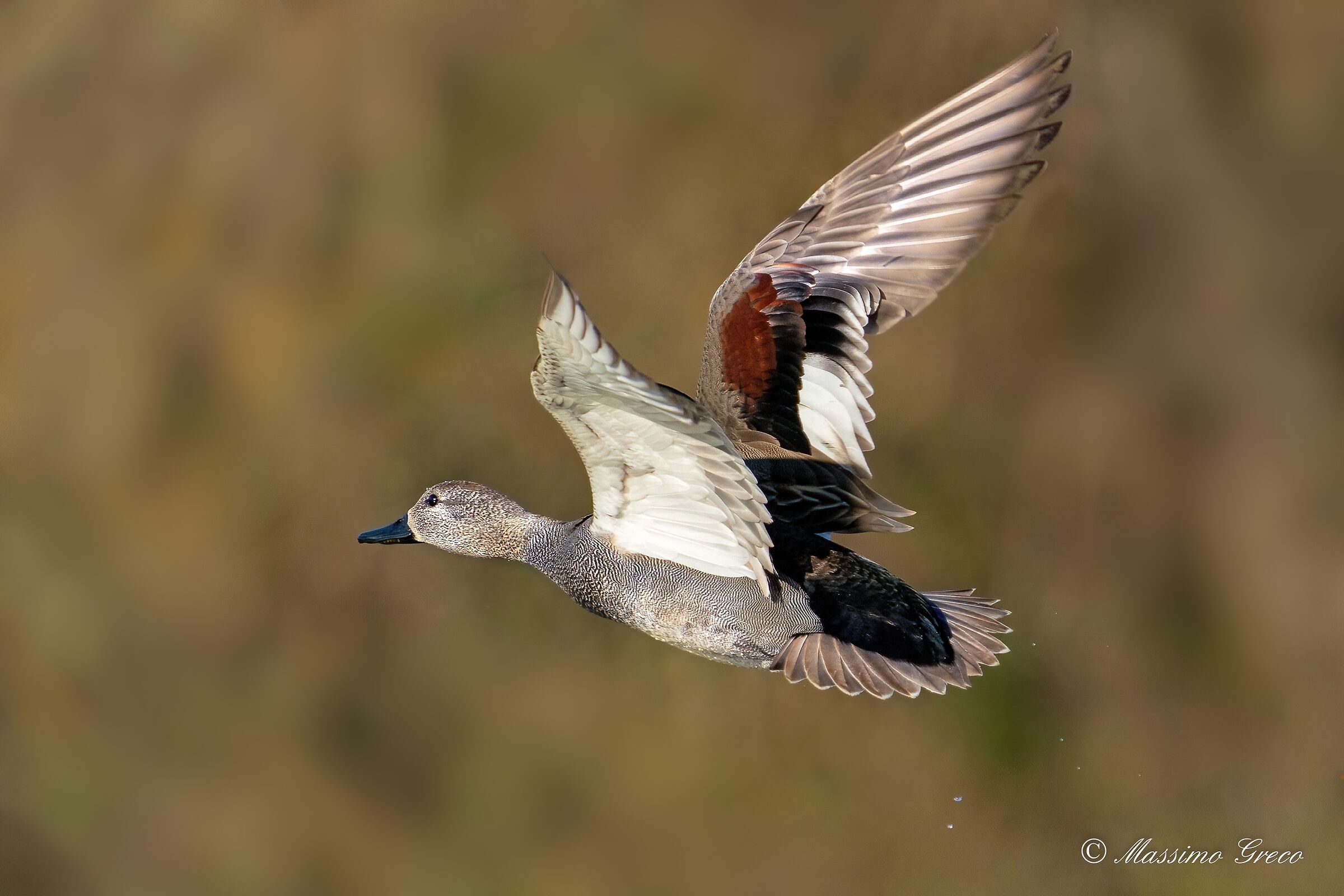 Canapiglia (Mareca strepera)