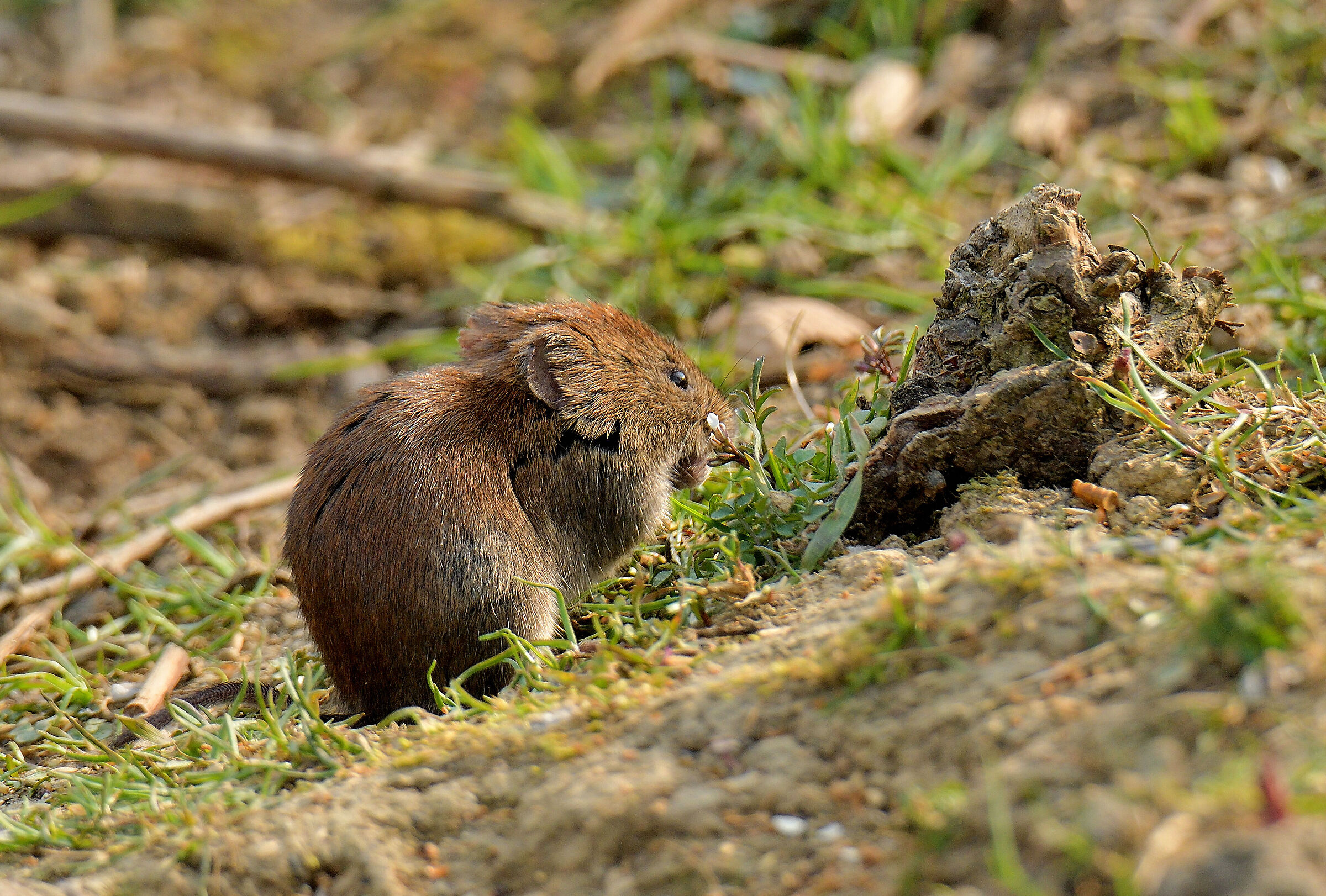 arvicola rossastra  parco Groane Mb