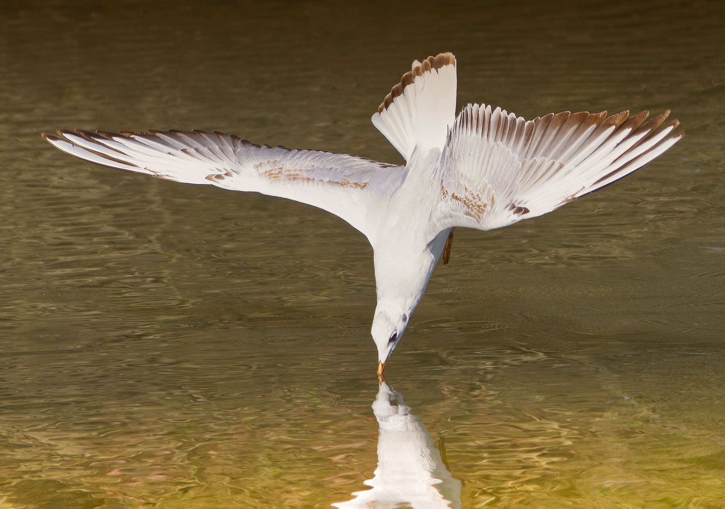 Seagull fishing