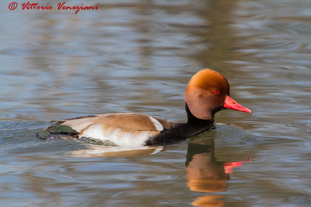 Pochard turkish