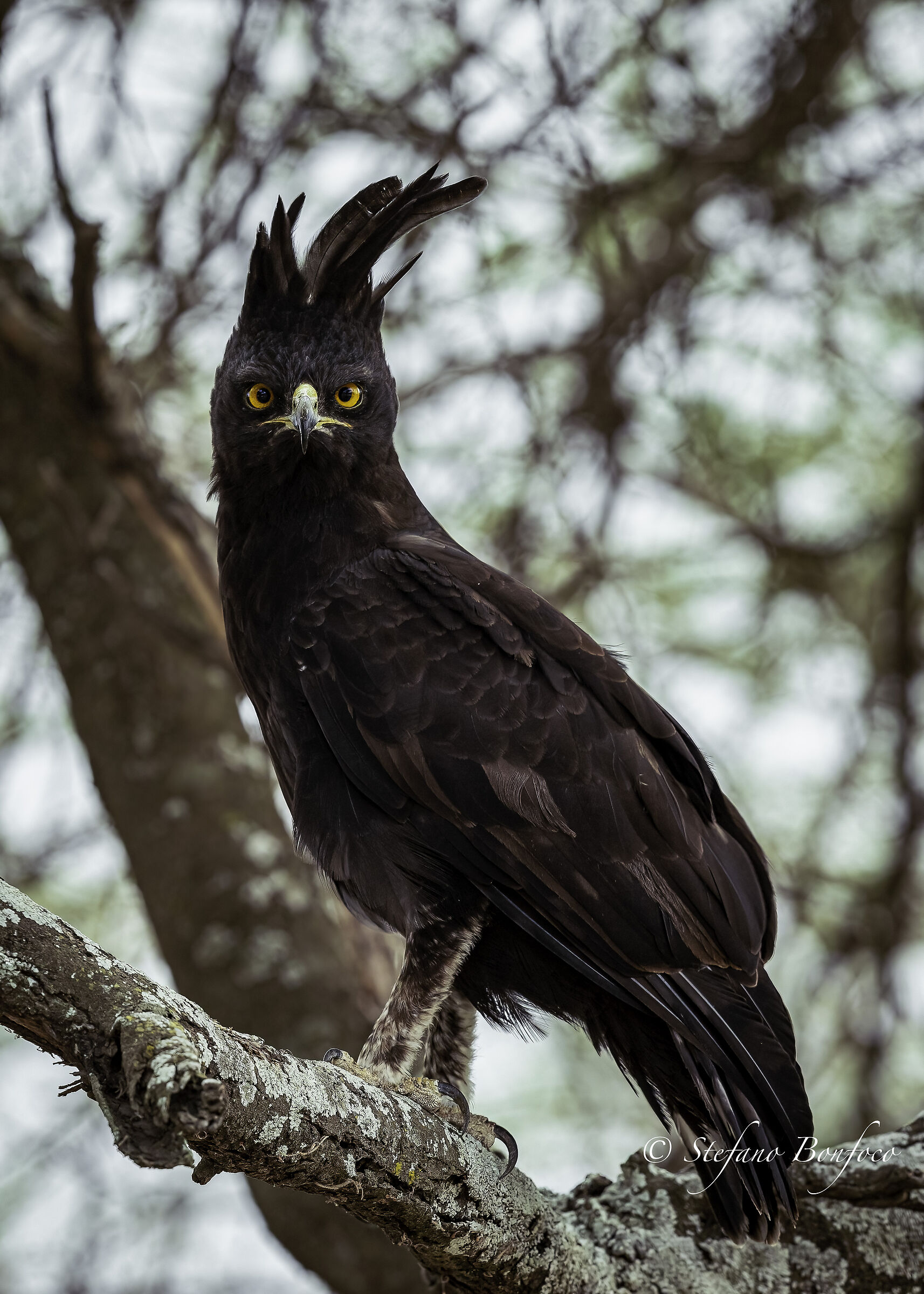 Aquila a cresta lunga (Lophaetus occipitalis)