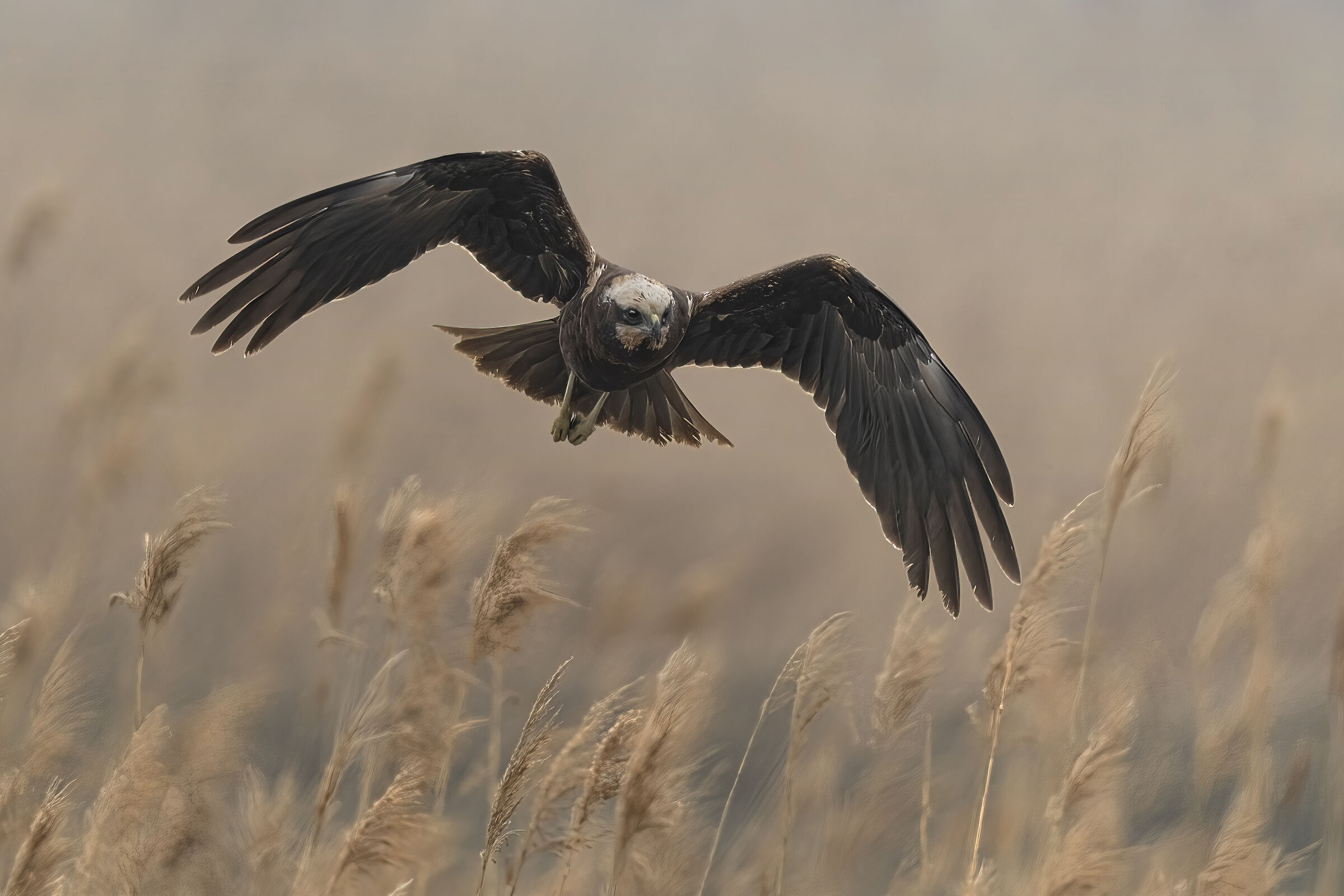 Falco di palude sui canneti