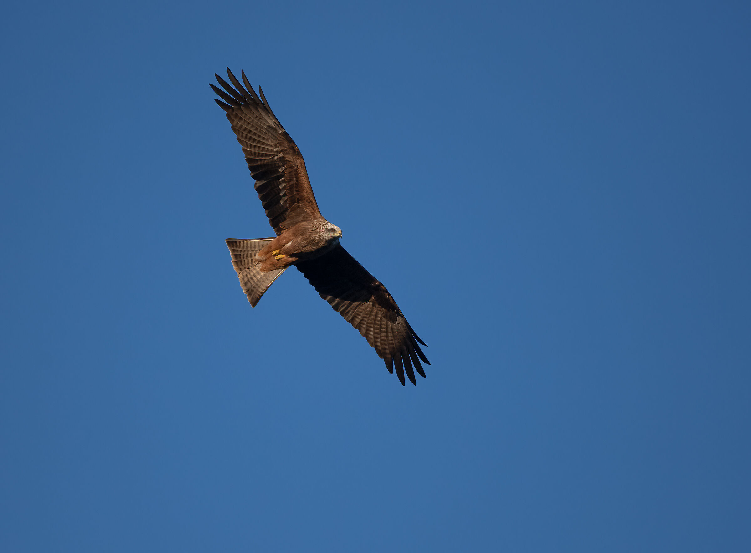 Black kite