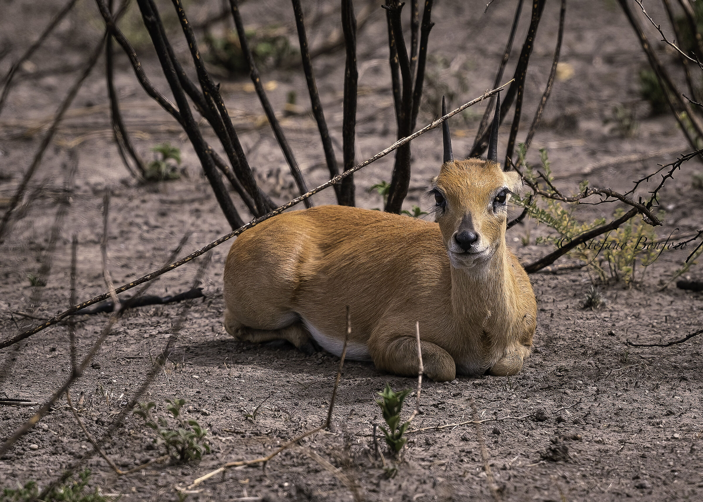 Raficero (Raphicerus campestris)