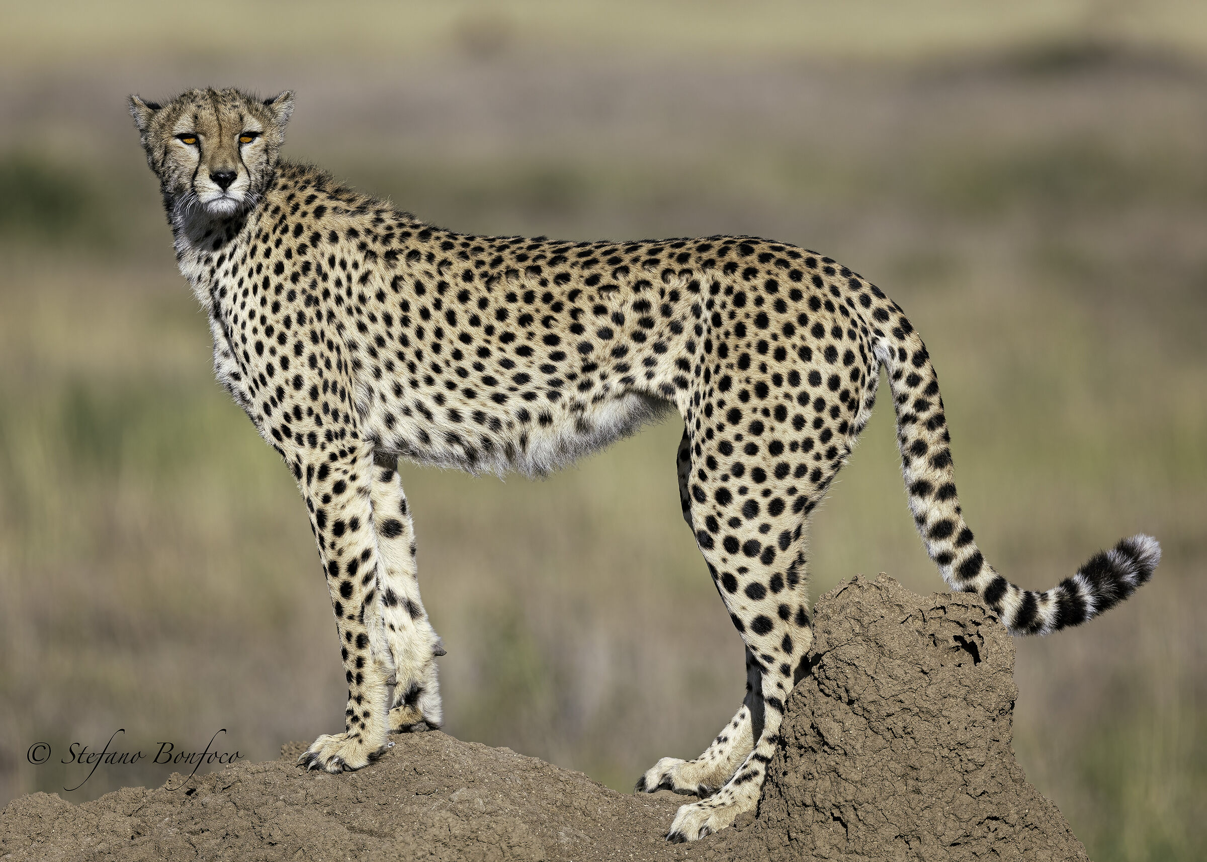 Acinonyx jubatus