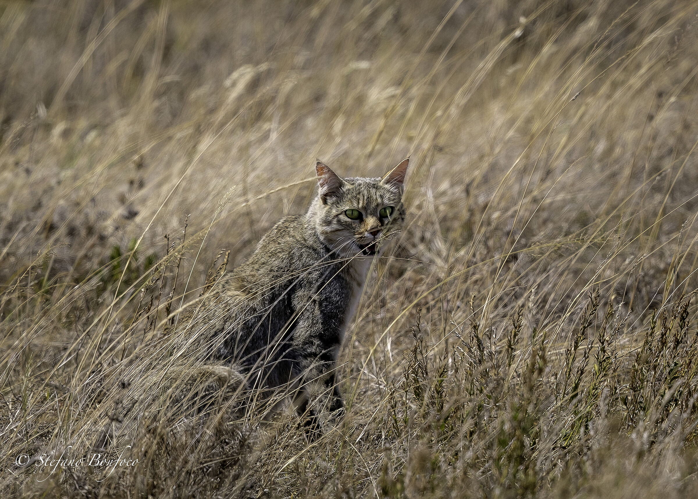 Gatto selvatico africano (Felis silvestris lybica)