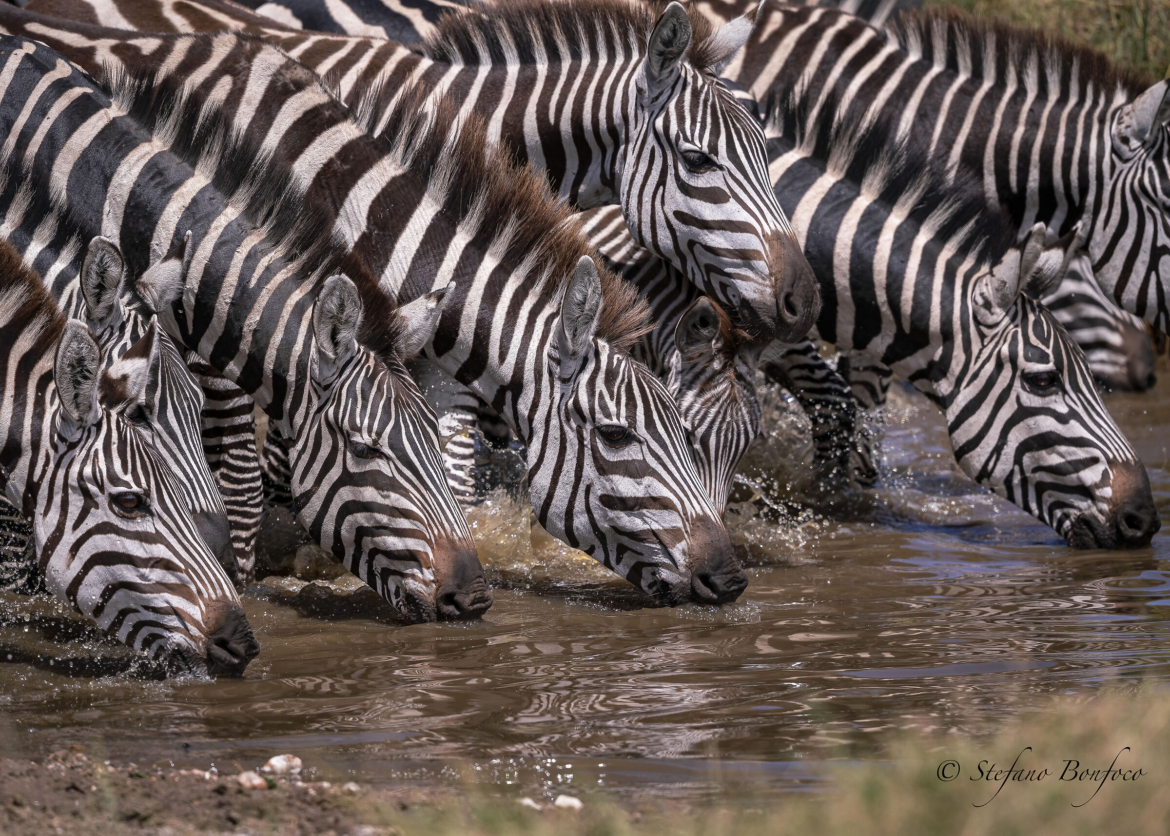 Zebra di Burchell (Equus quagga)