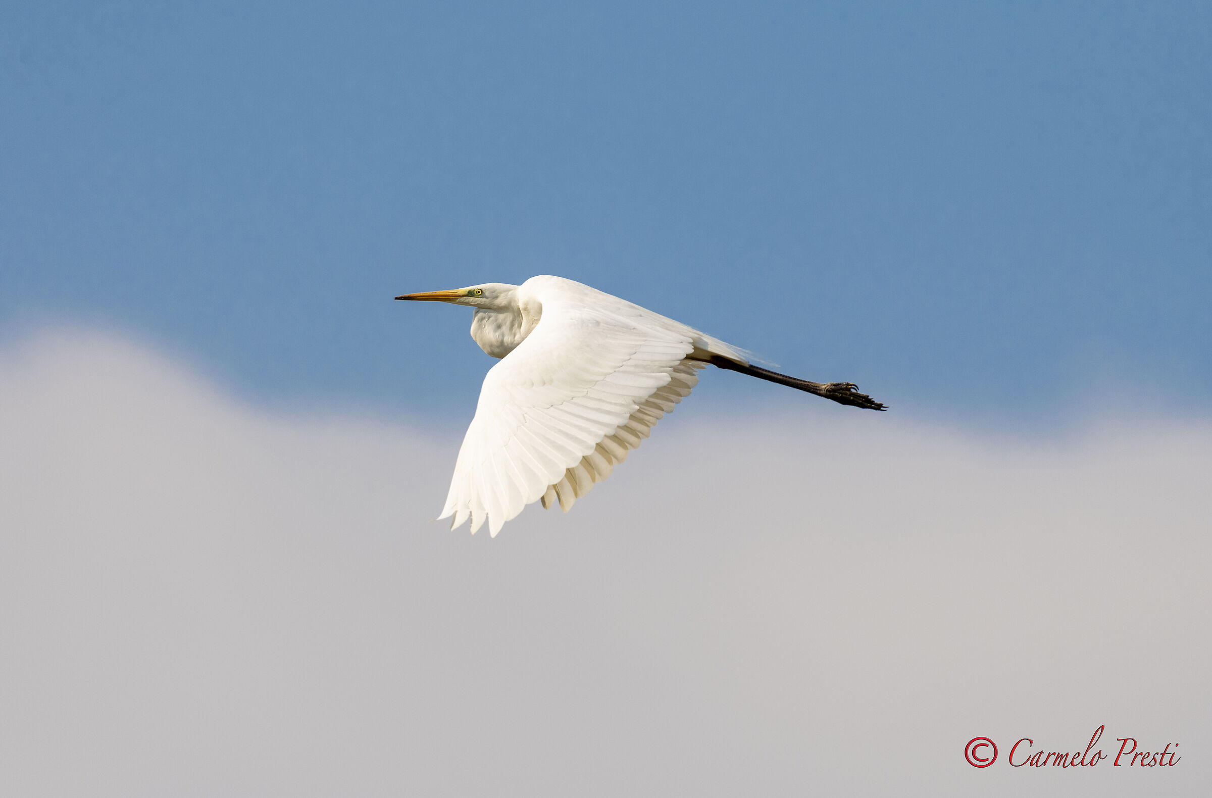 Airone Bianco Maggiore