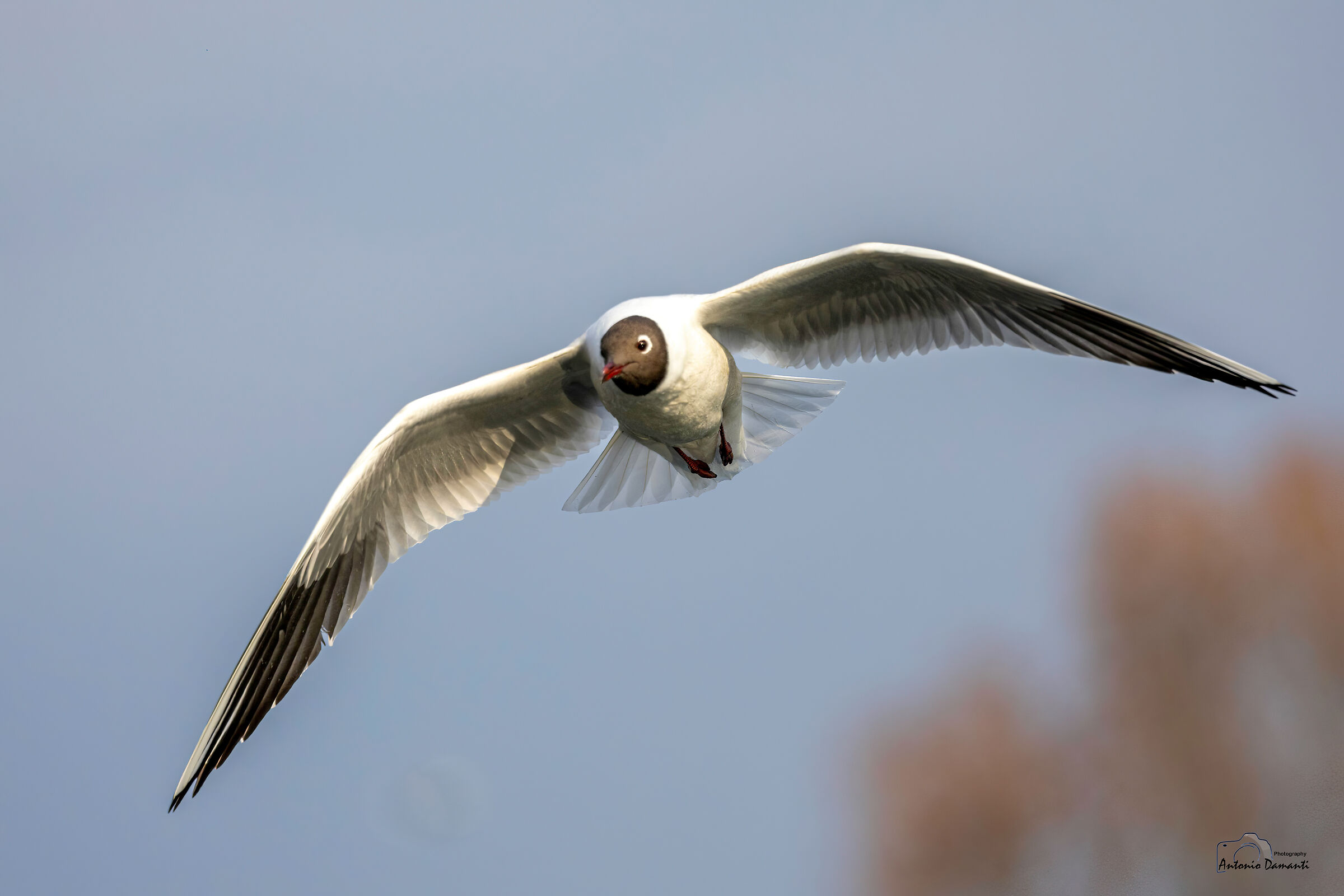 Seagull (no crop)
