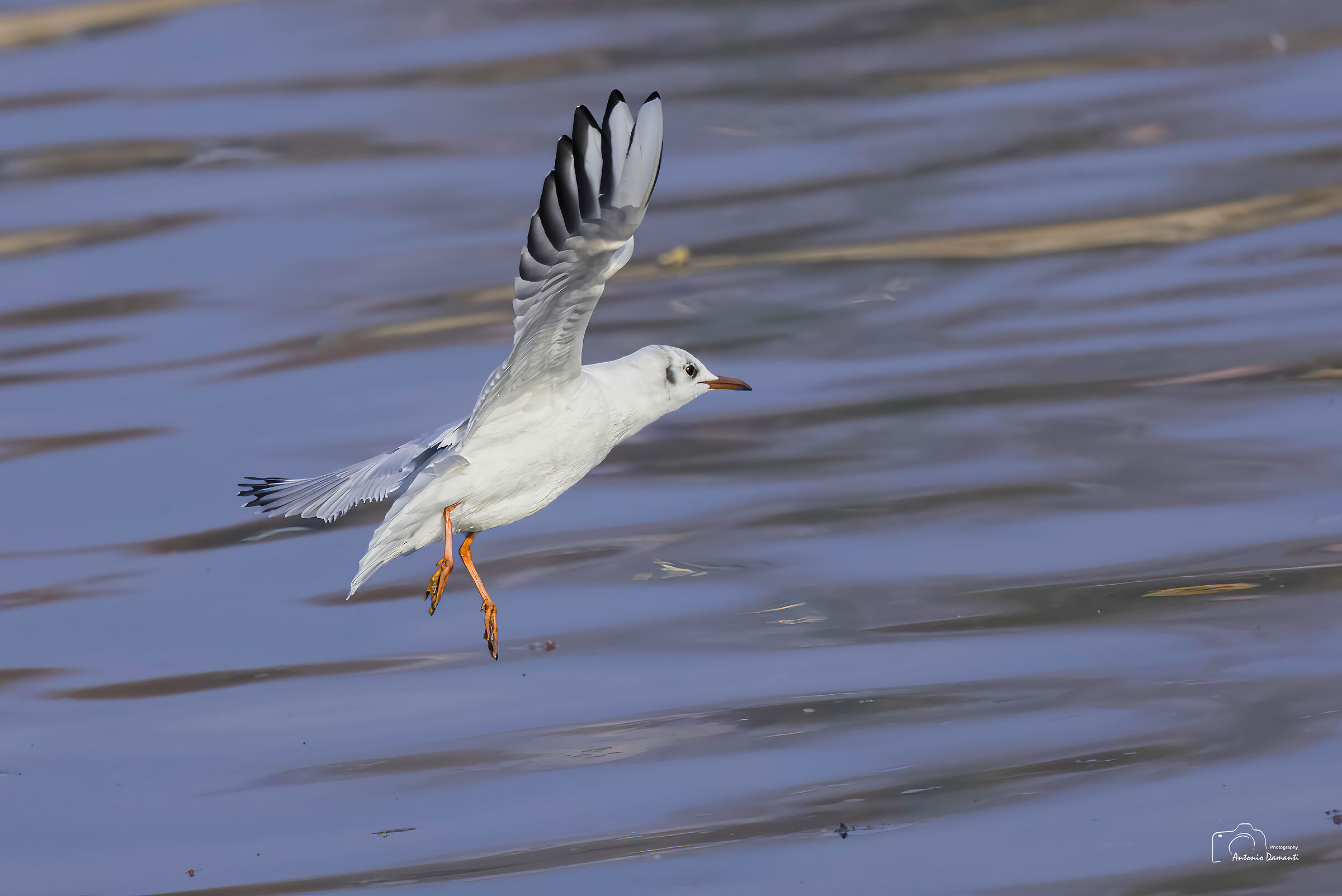 Seagull (R3 autofocus test)
