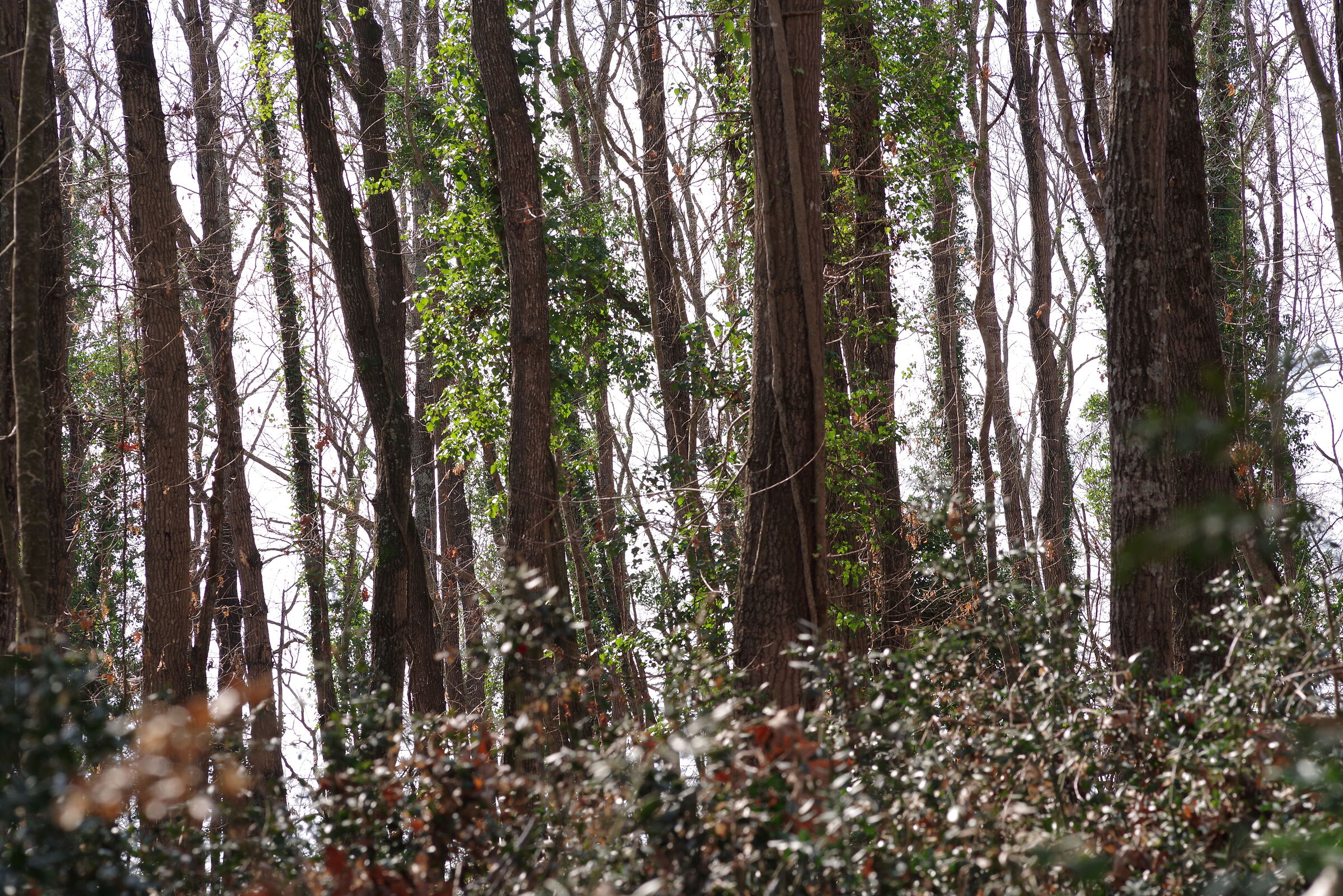 ... there's something in the trees...