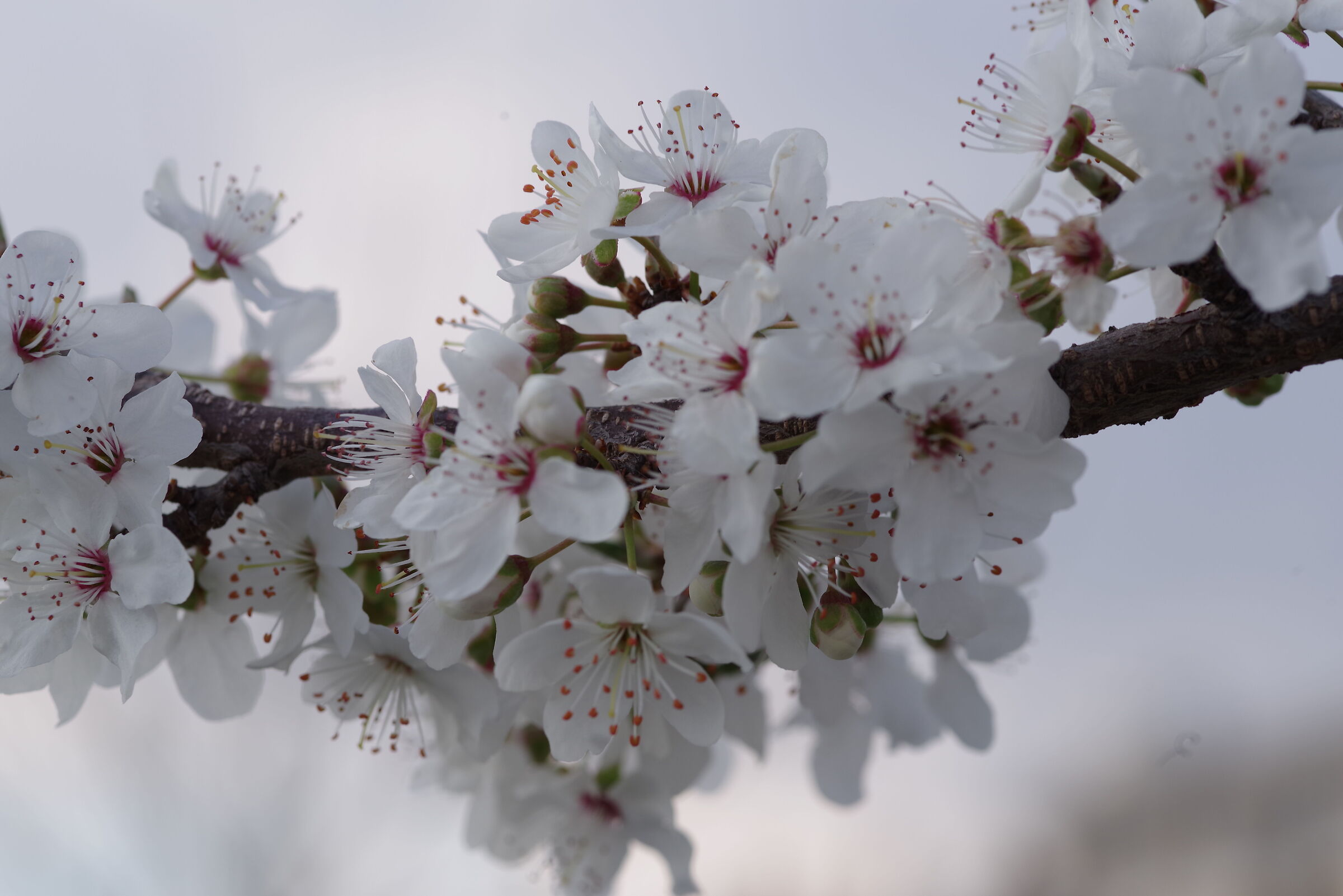 White almond tree