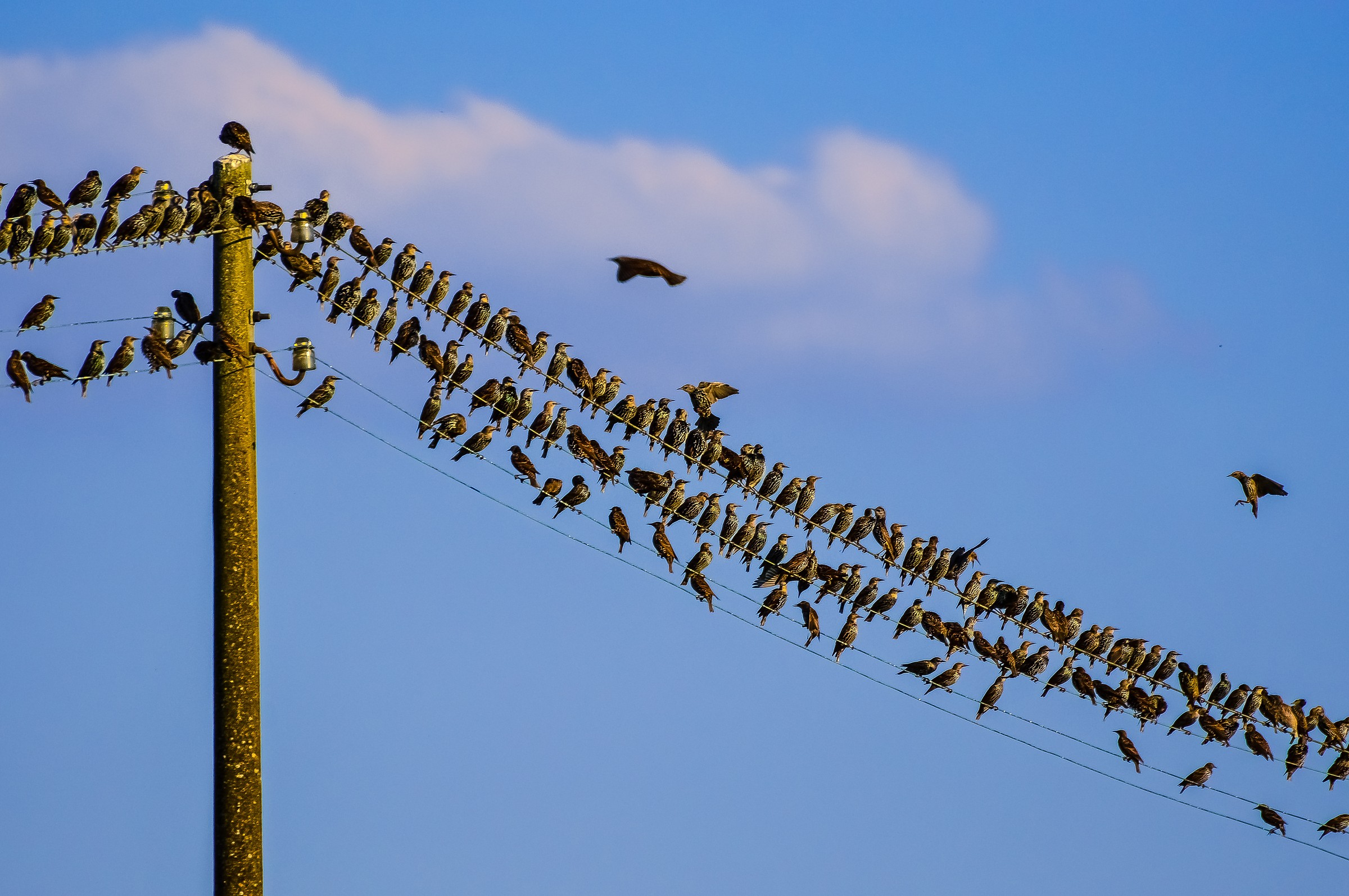 if there are too many falls off the light