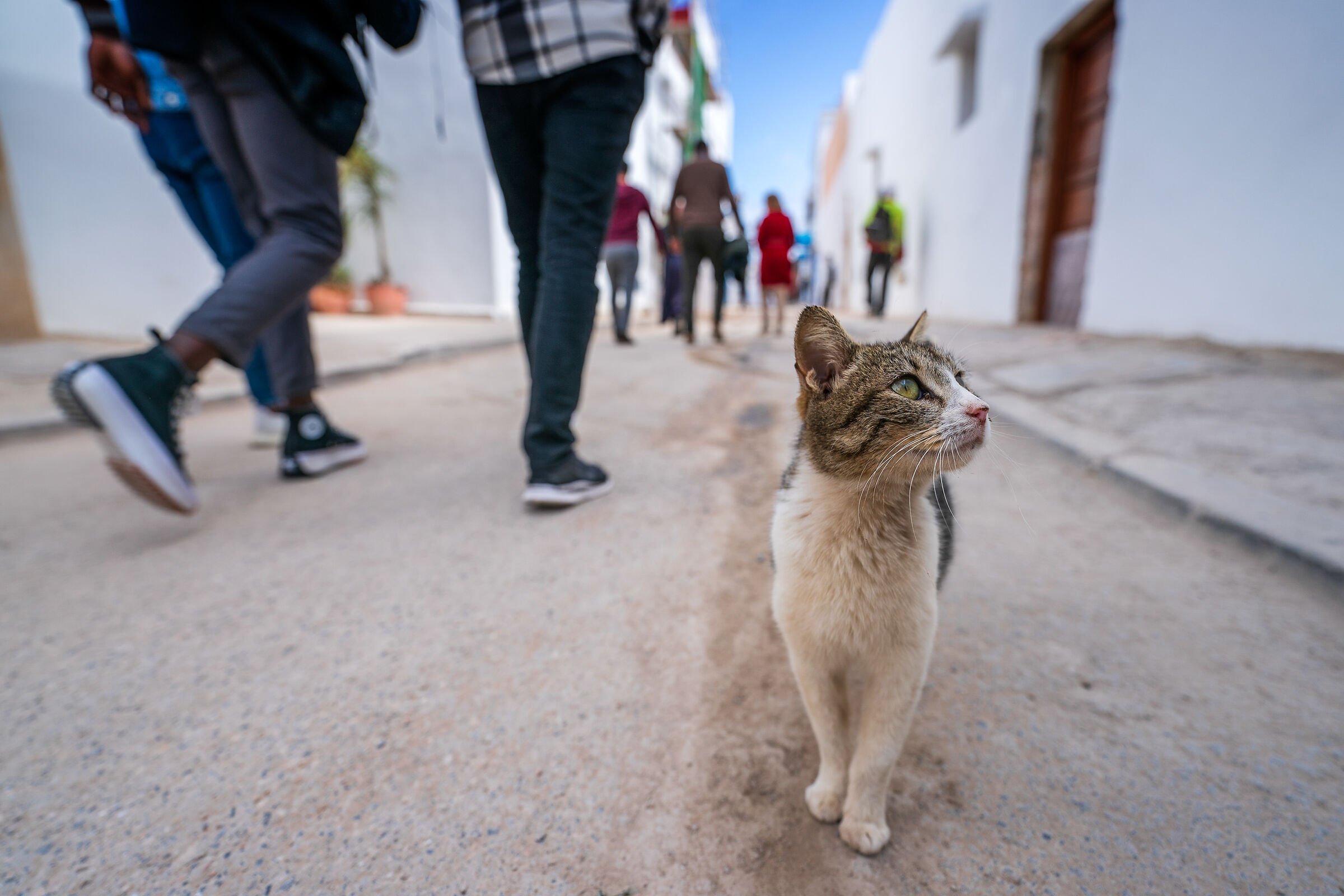 Rabat cats
