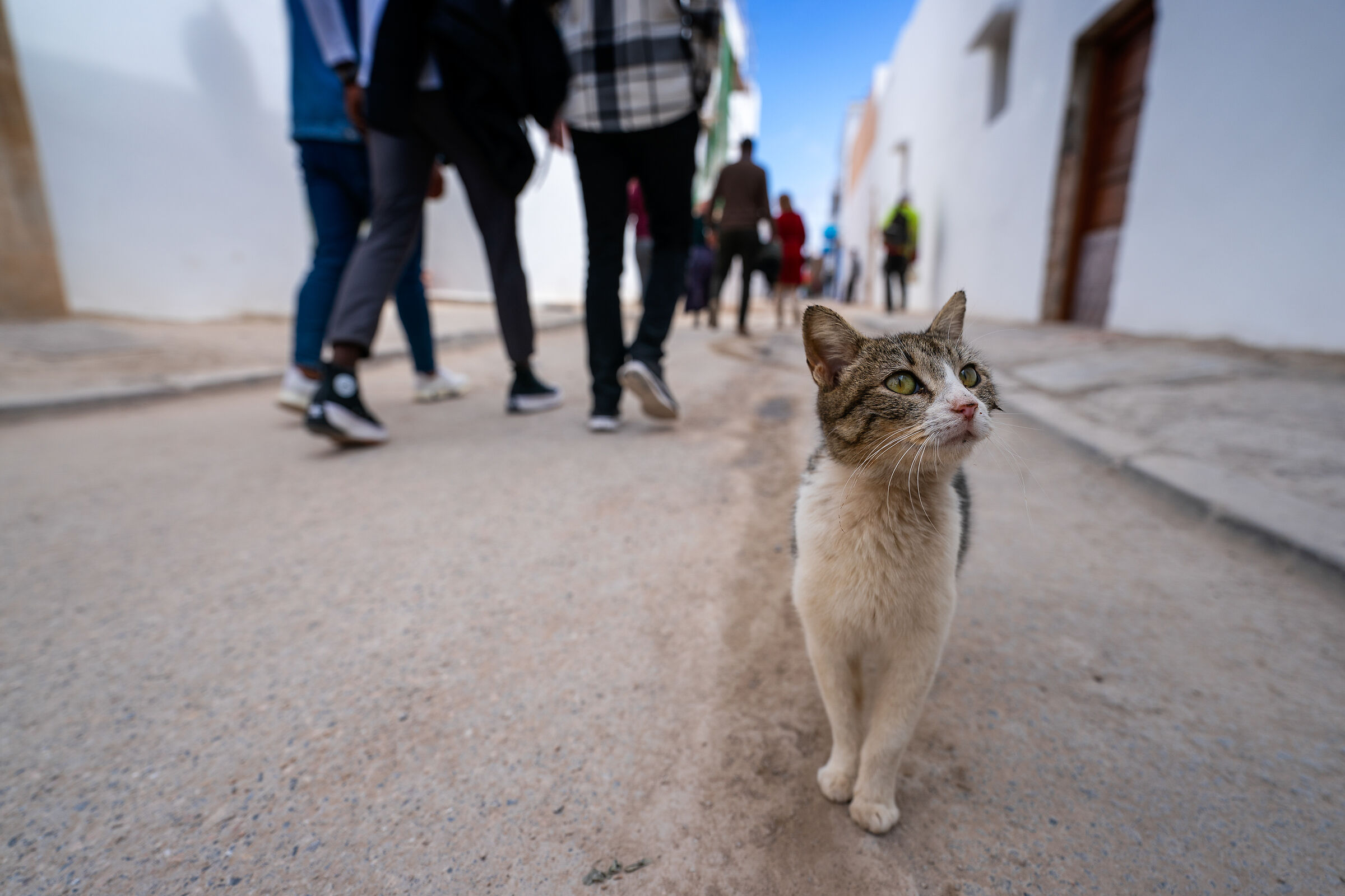 Rabat cats