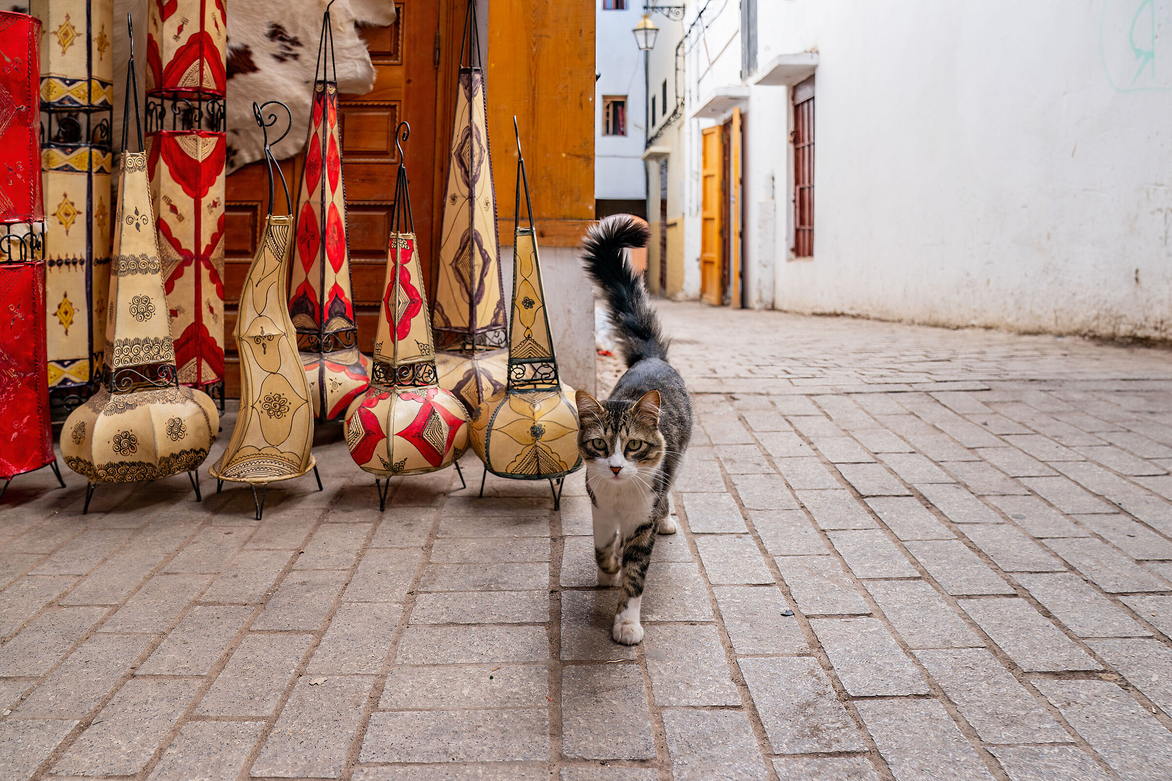 Rabat cats