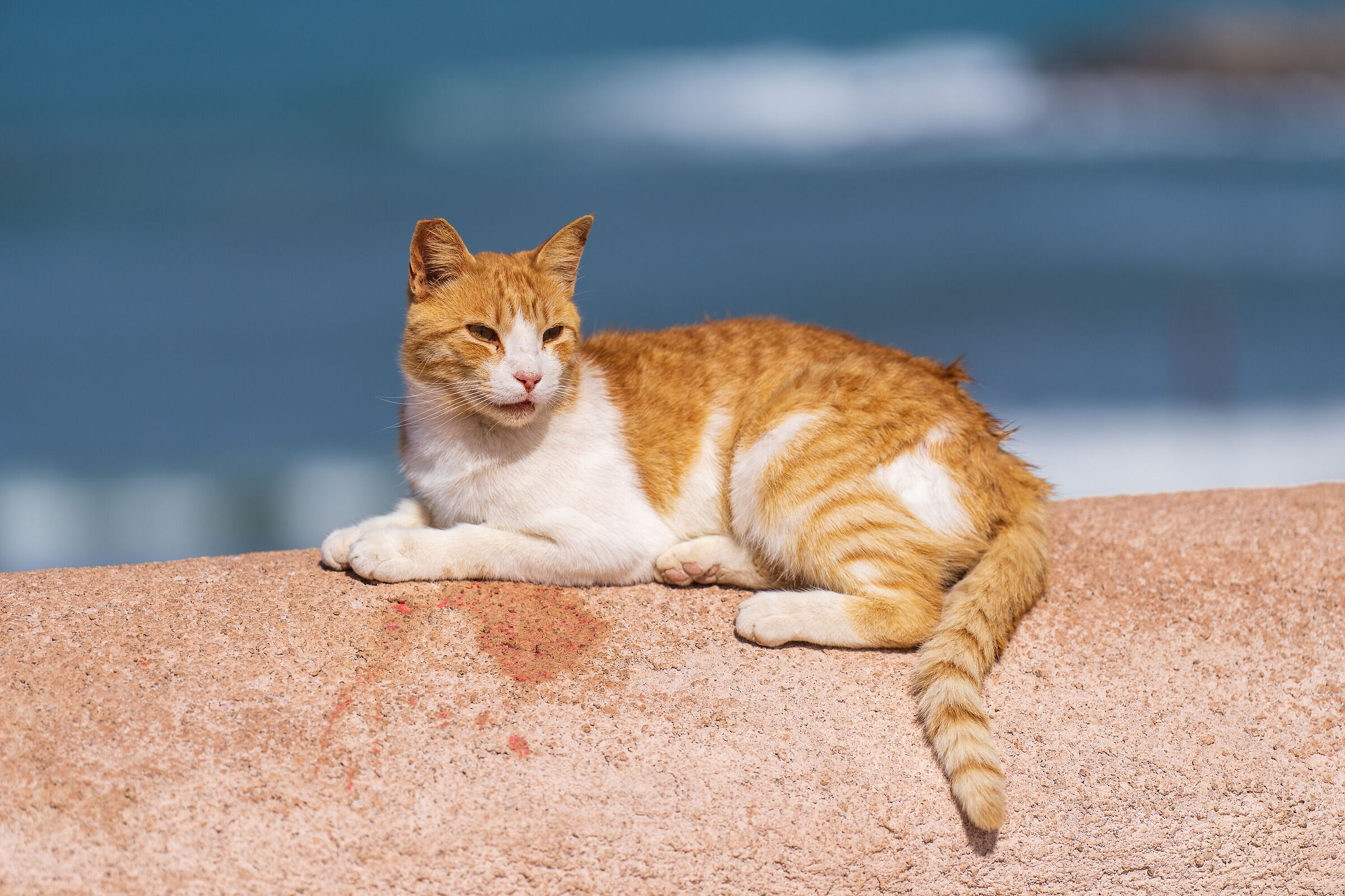 Gatti della Medina di Rabat