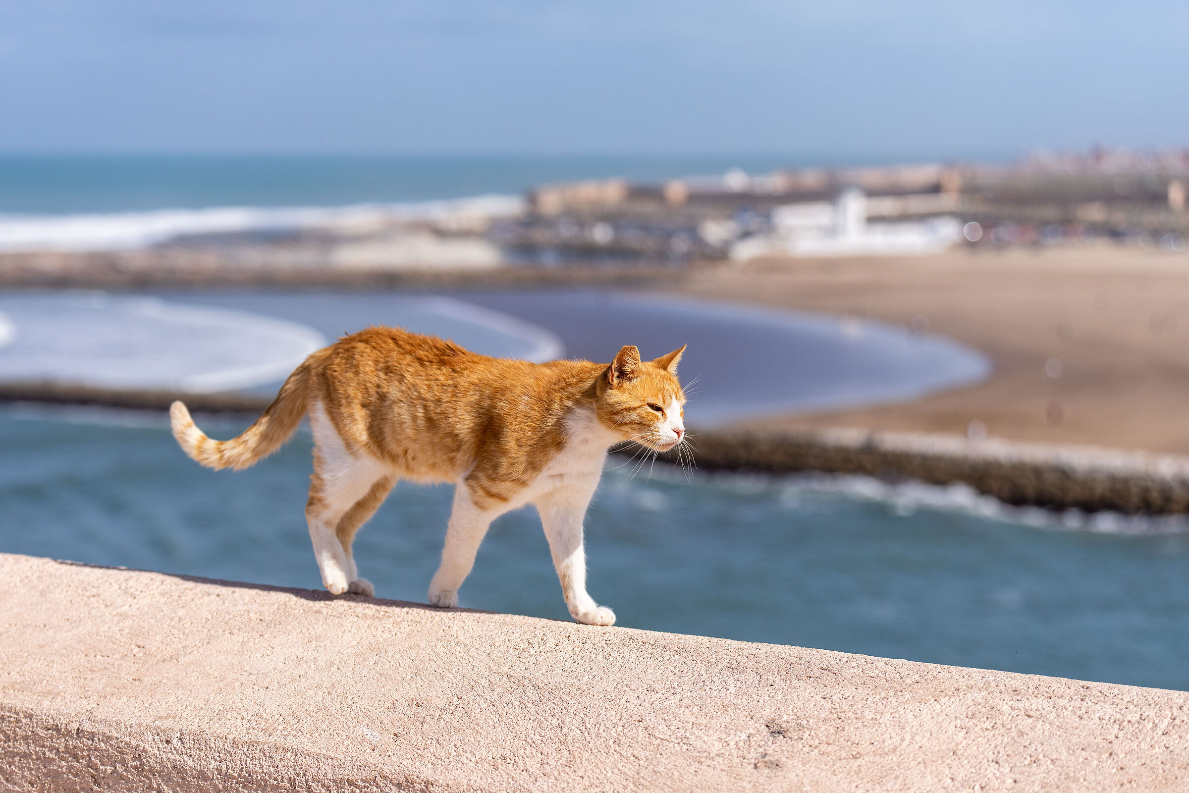 Gatti della Medina di Rabat