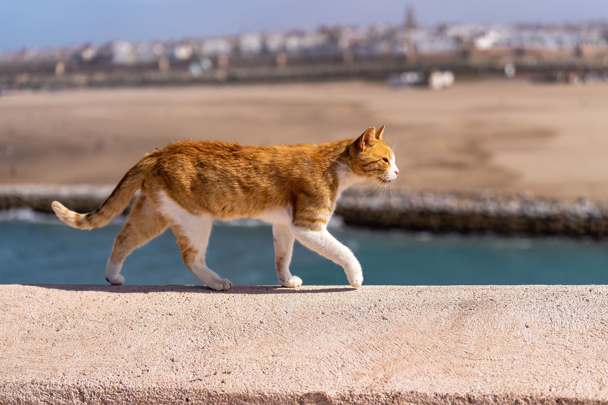 Gatti della Medina di Rabat