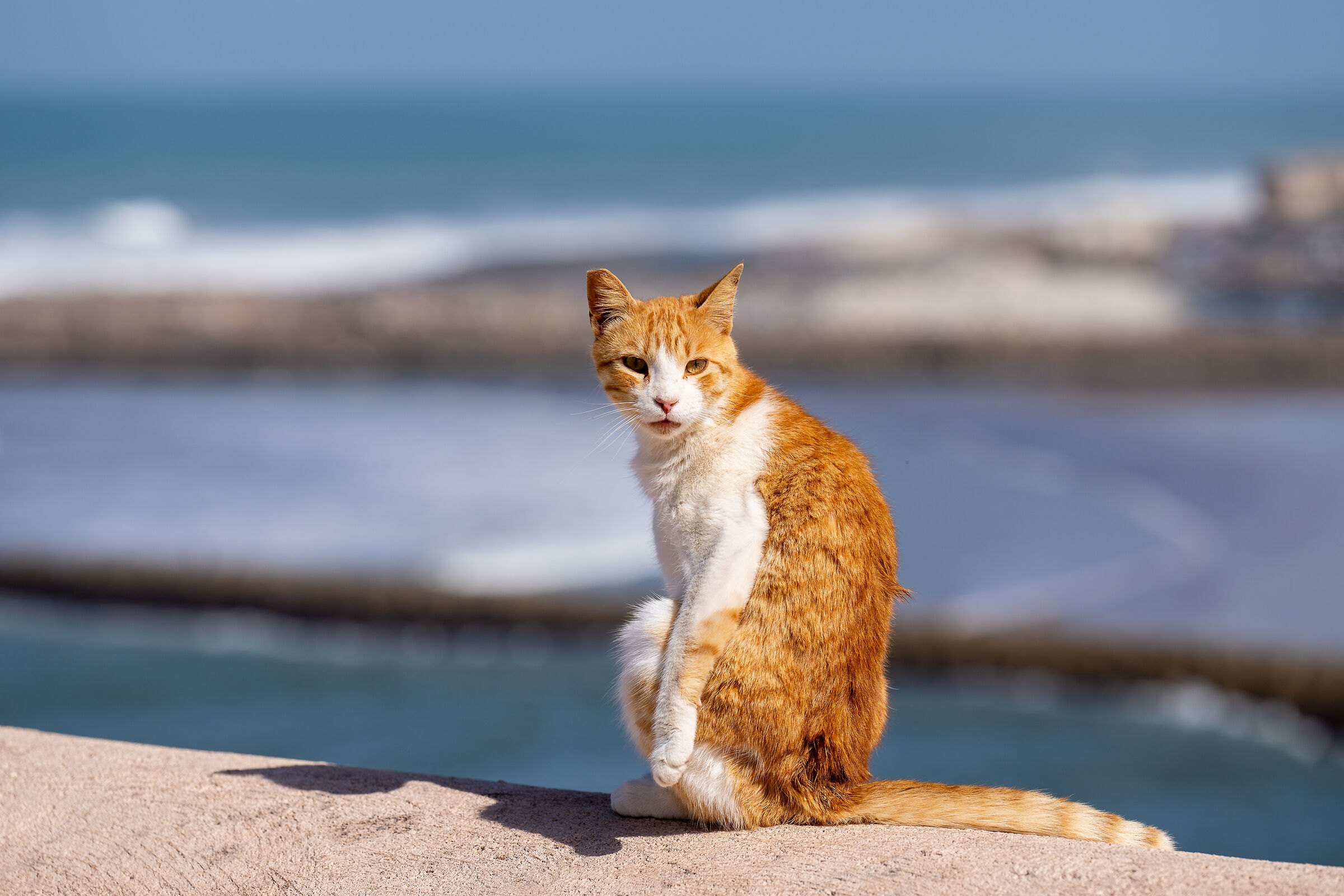 Gatti della Medina di Rabat