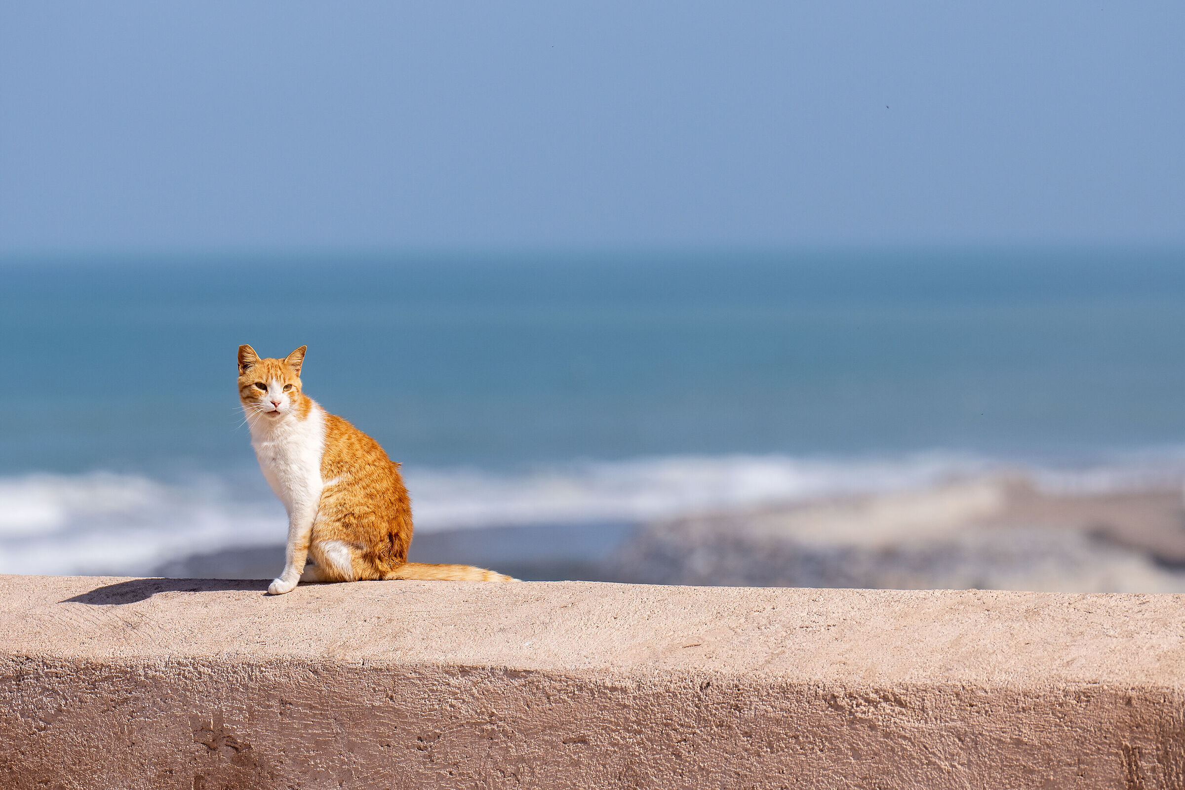 Gatti della Medina di Rabat