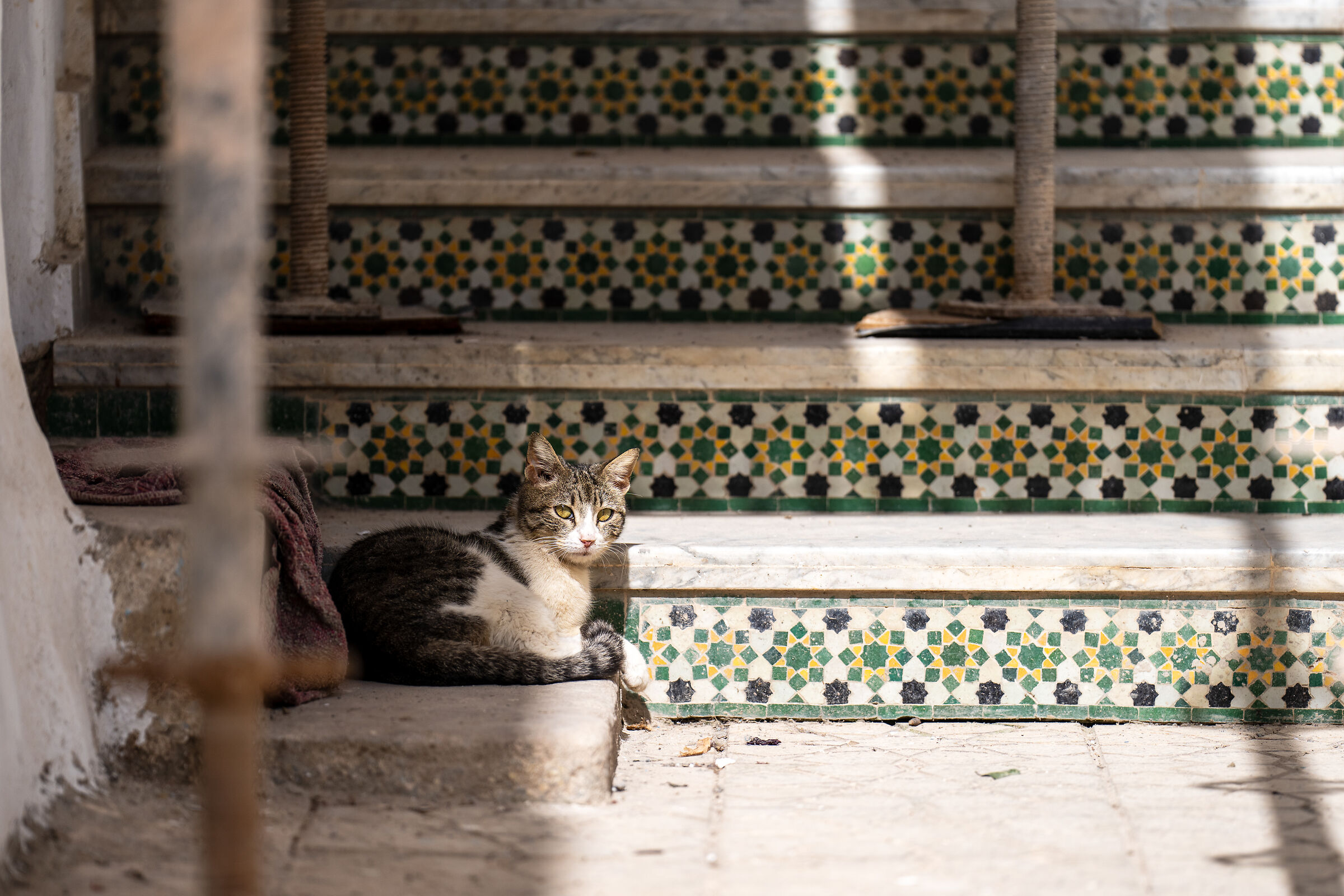 Gatti della Medina di Rabat