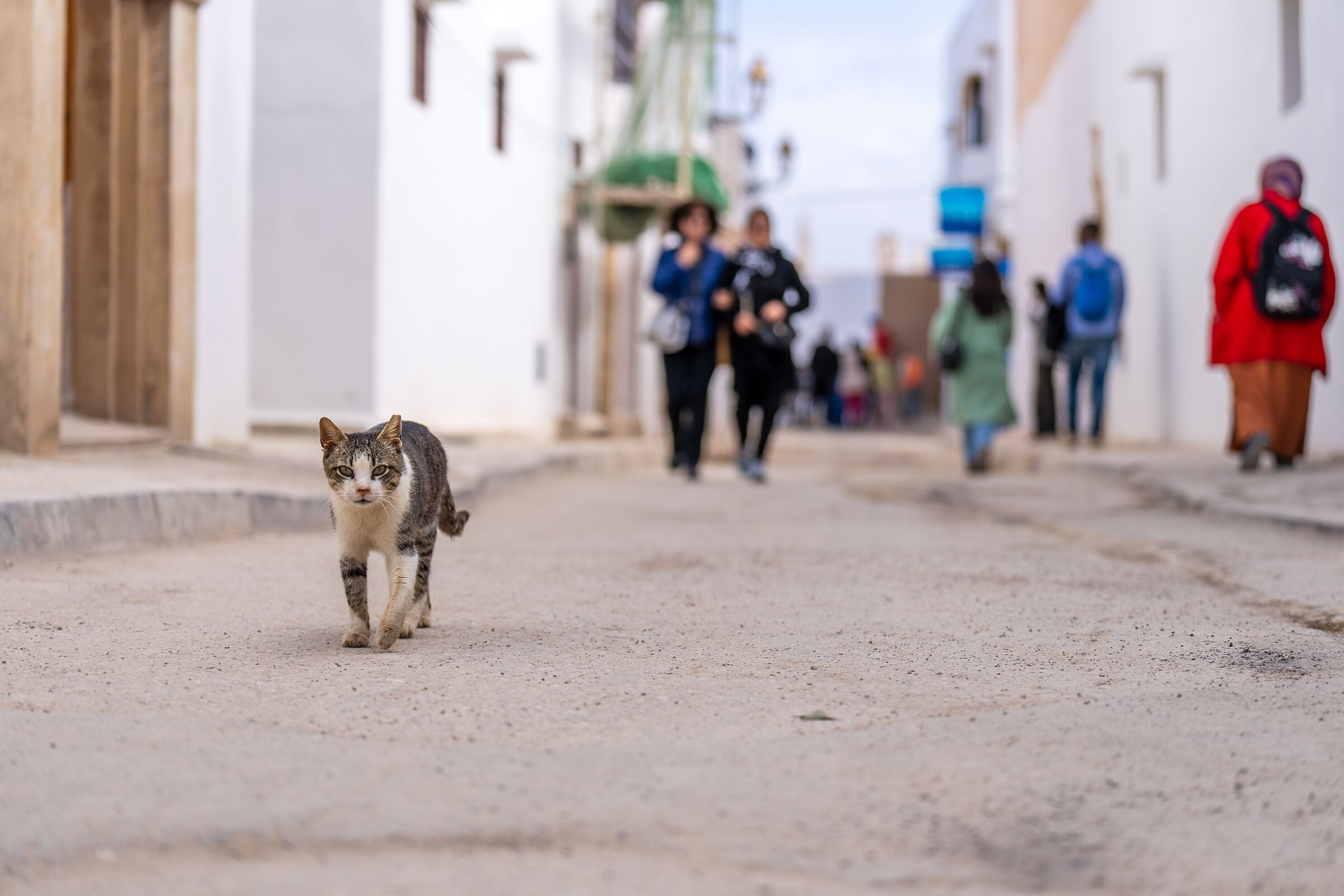 Gatti della Medina di Rabat