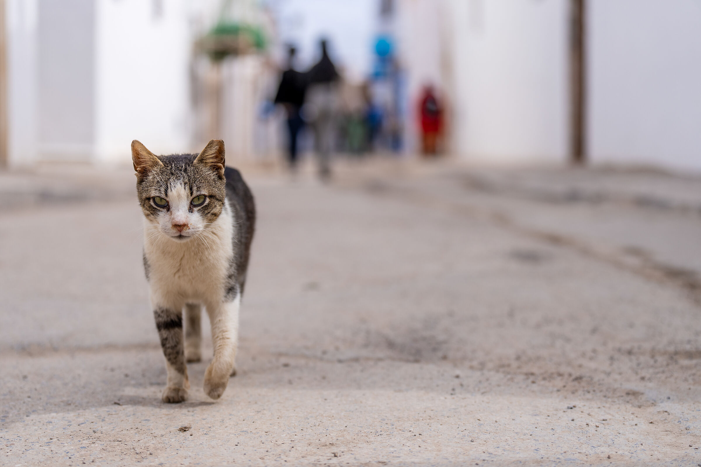 Gatti della Medina di Rabat