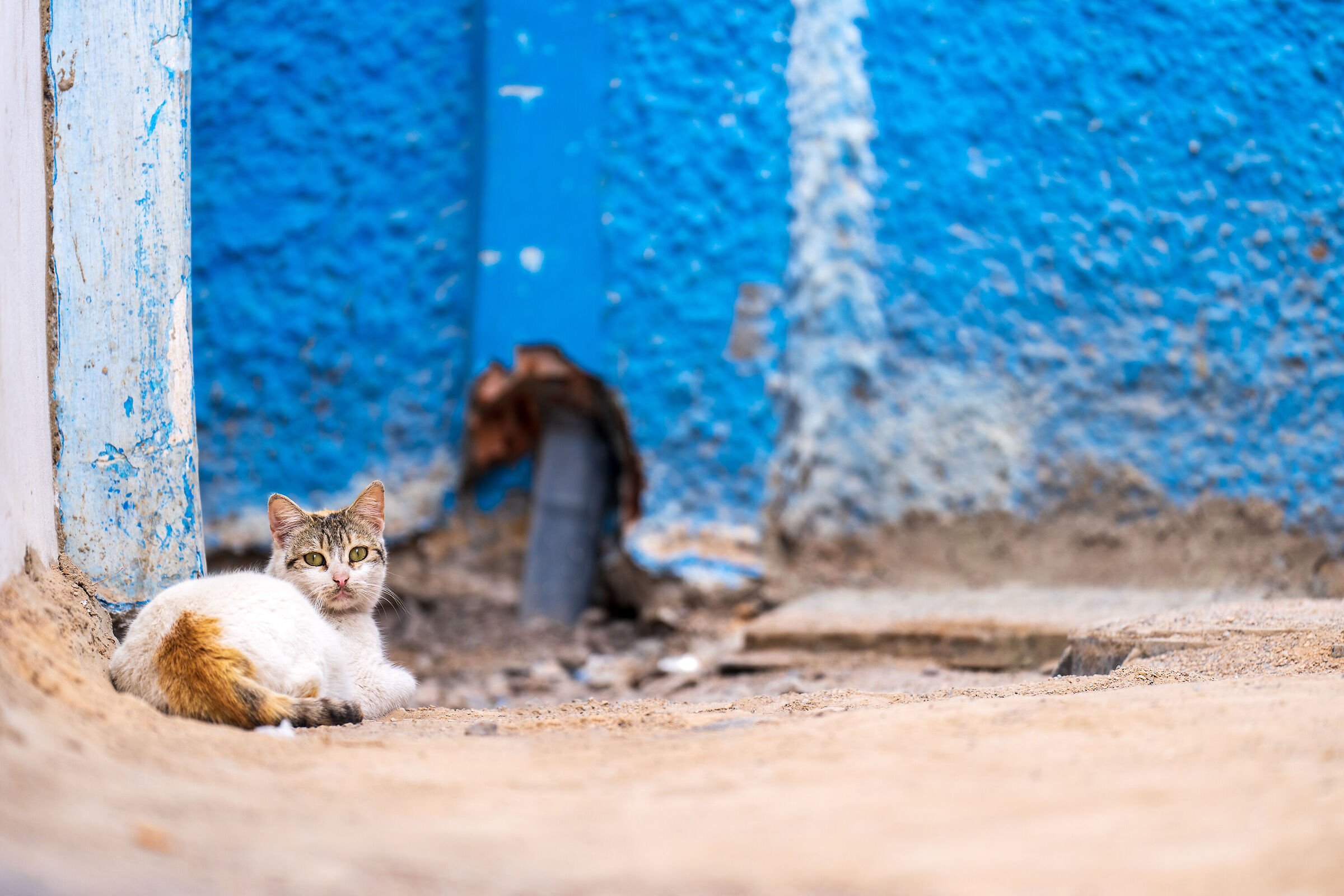 Gatti della Medina di Rabat