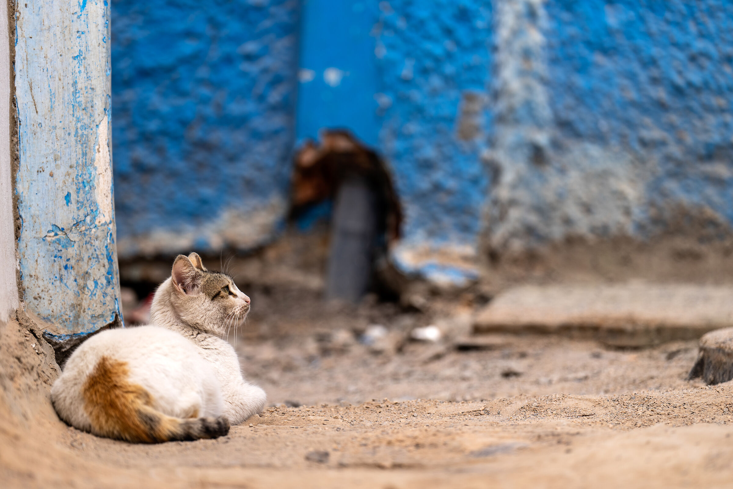 Gatti della Medina di Rabat