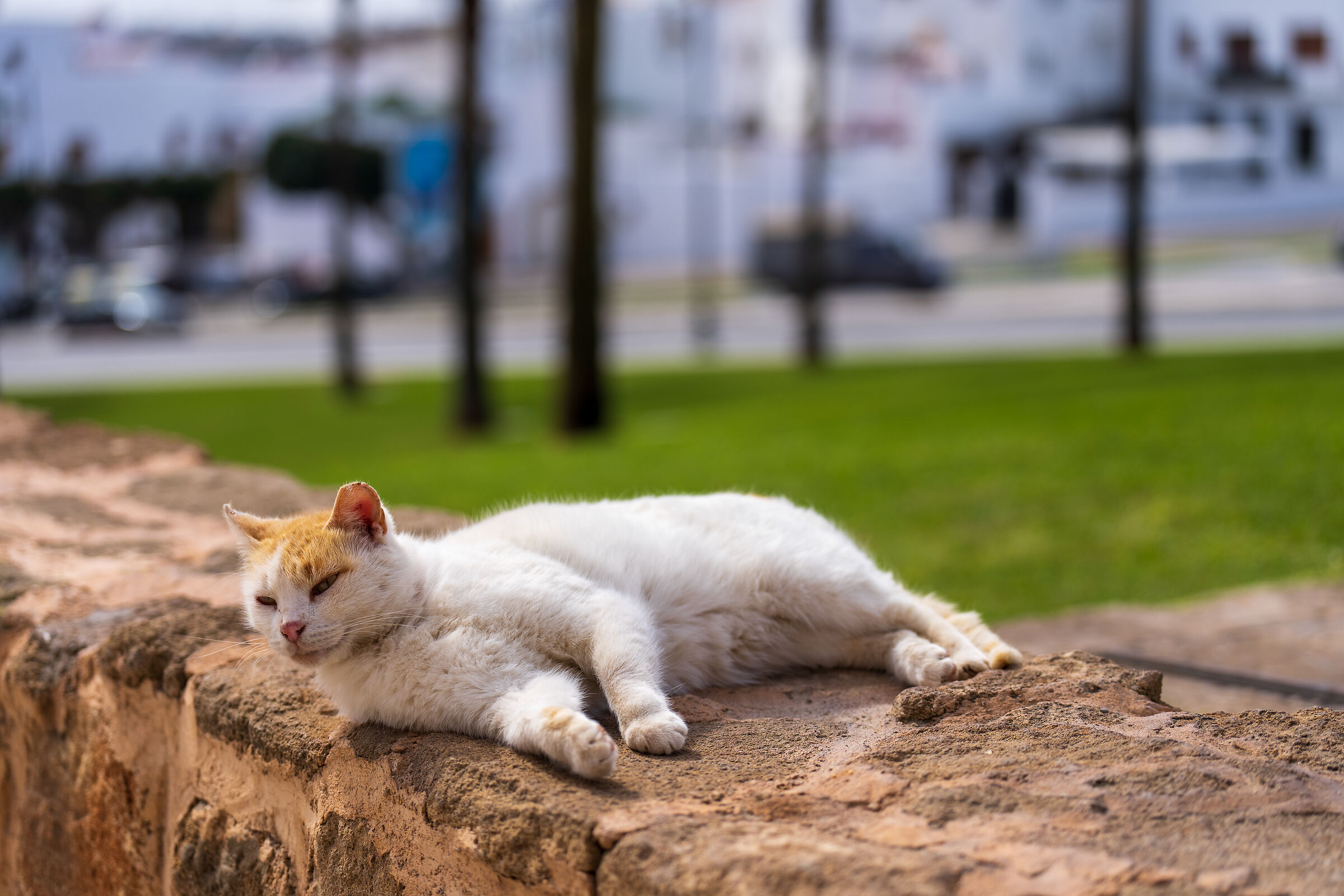 Gatti della Medina di Rabat