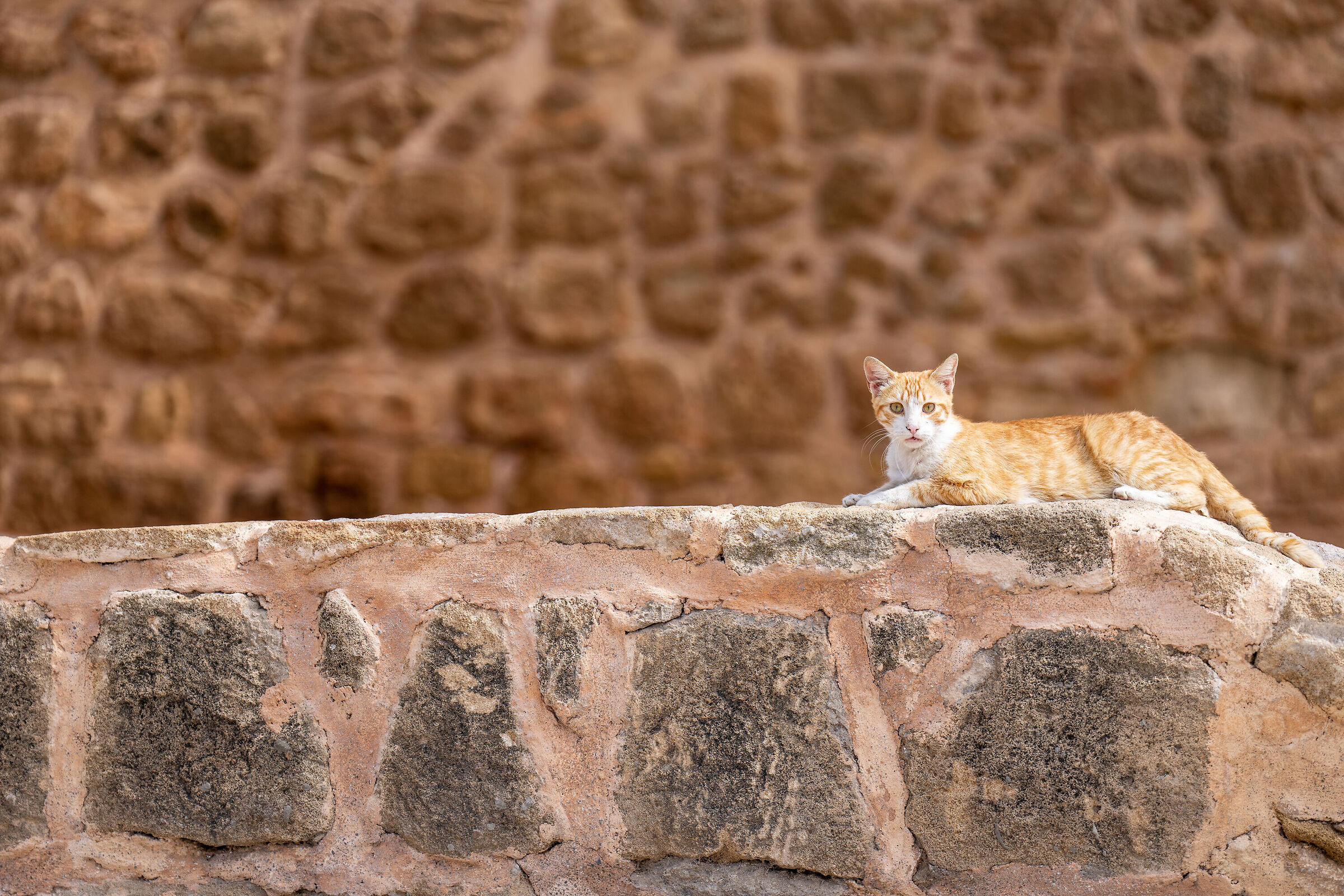 Gatti della Medina di Rabat