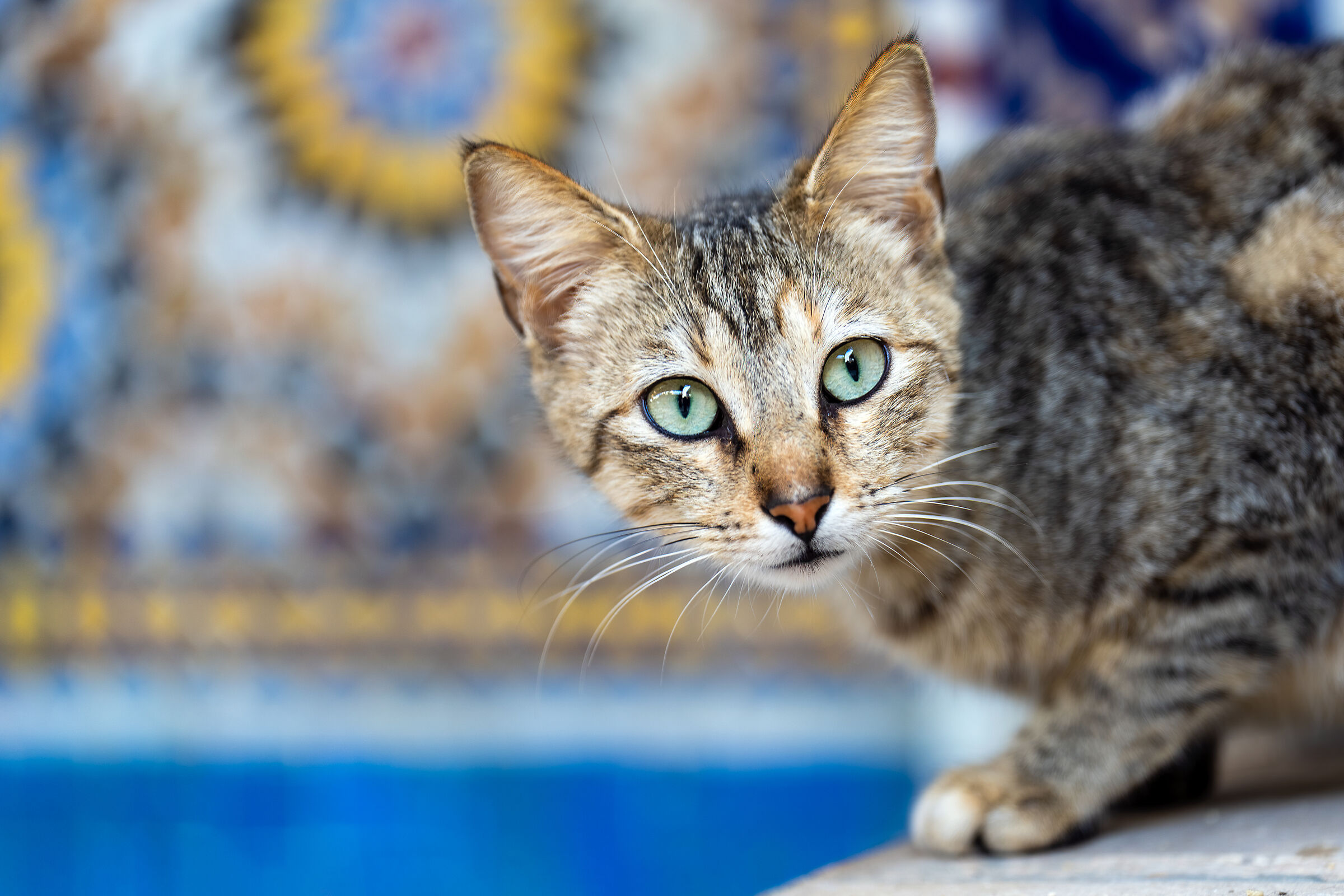 Gatti della Medina di Rabat