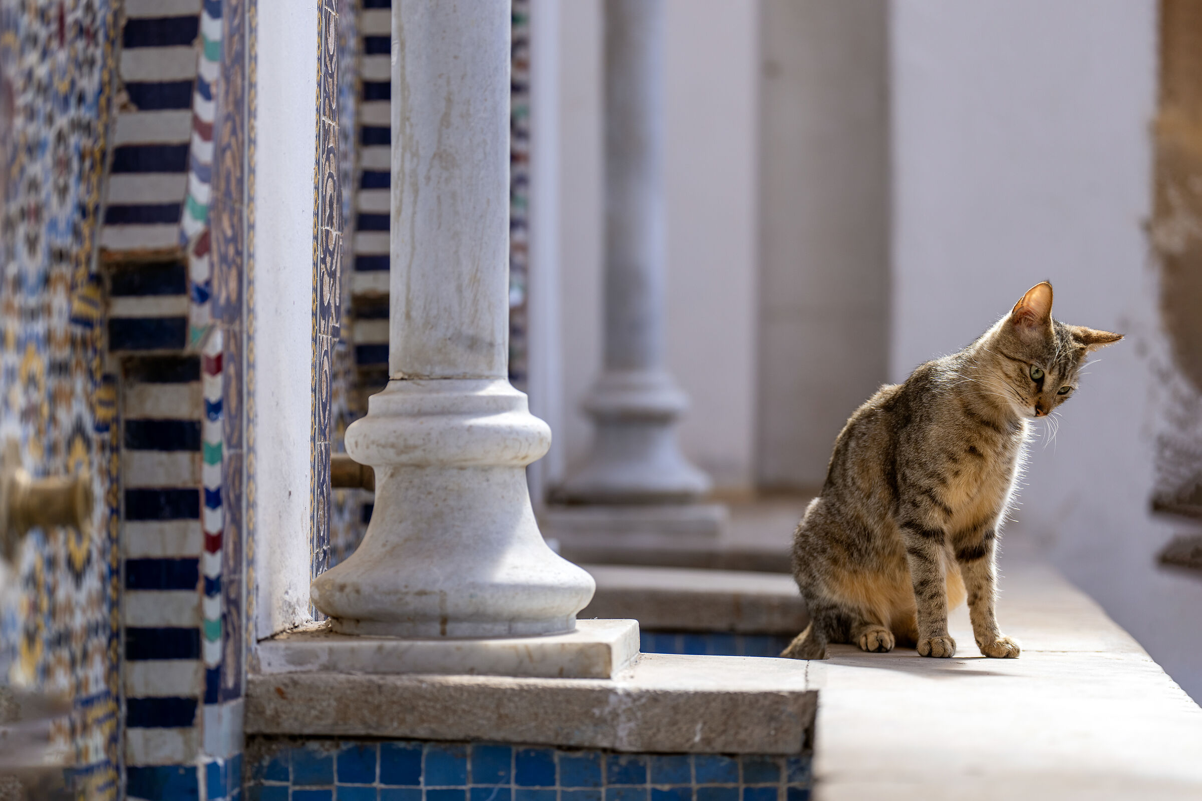 Gatti della Medina di Rabat