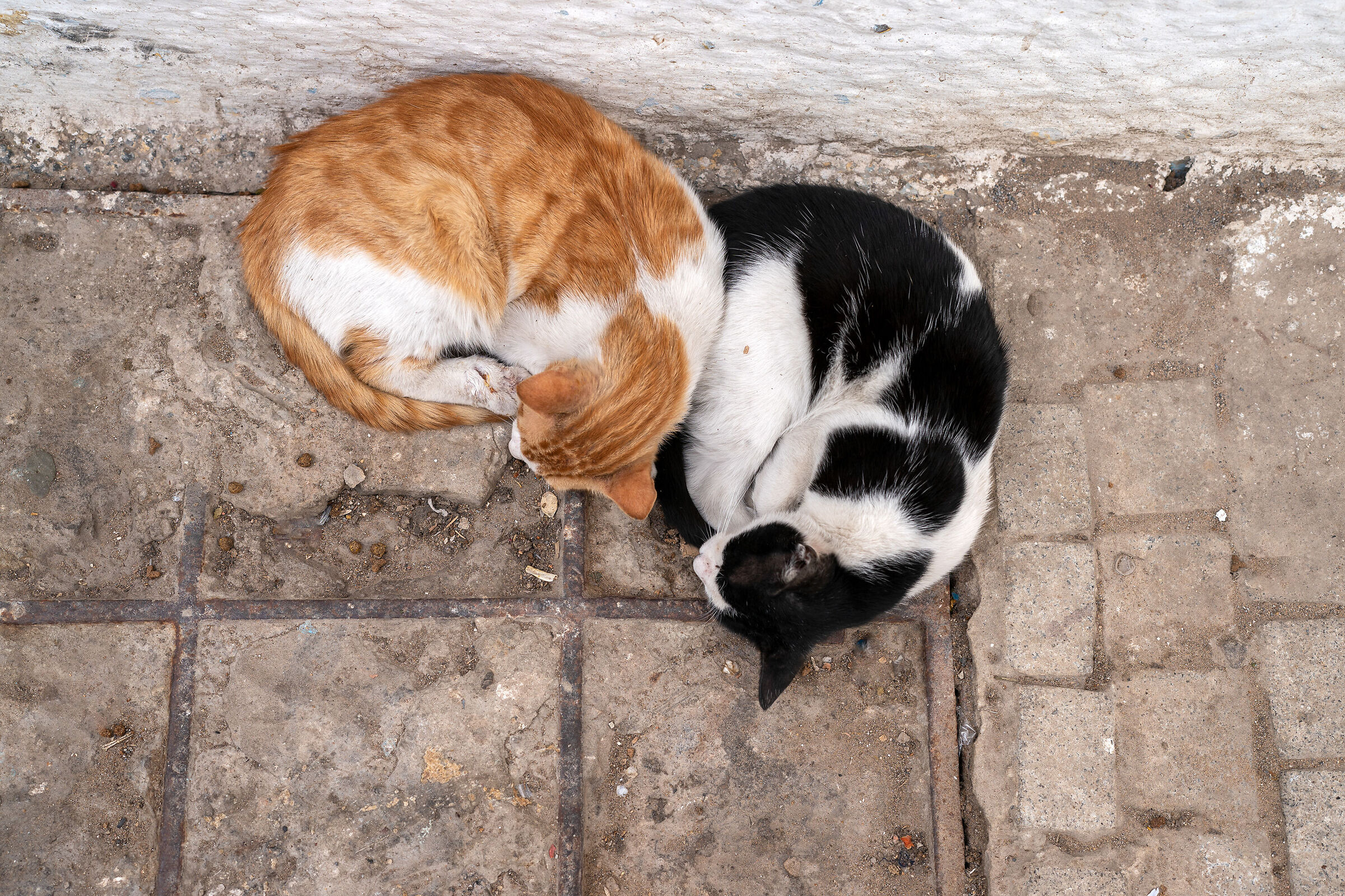 Gatti della Medina di Rabat