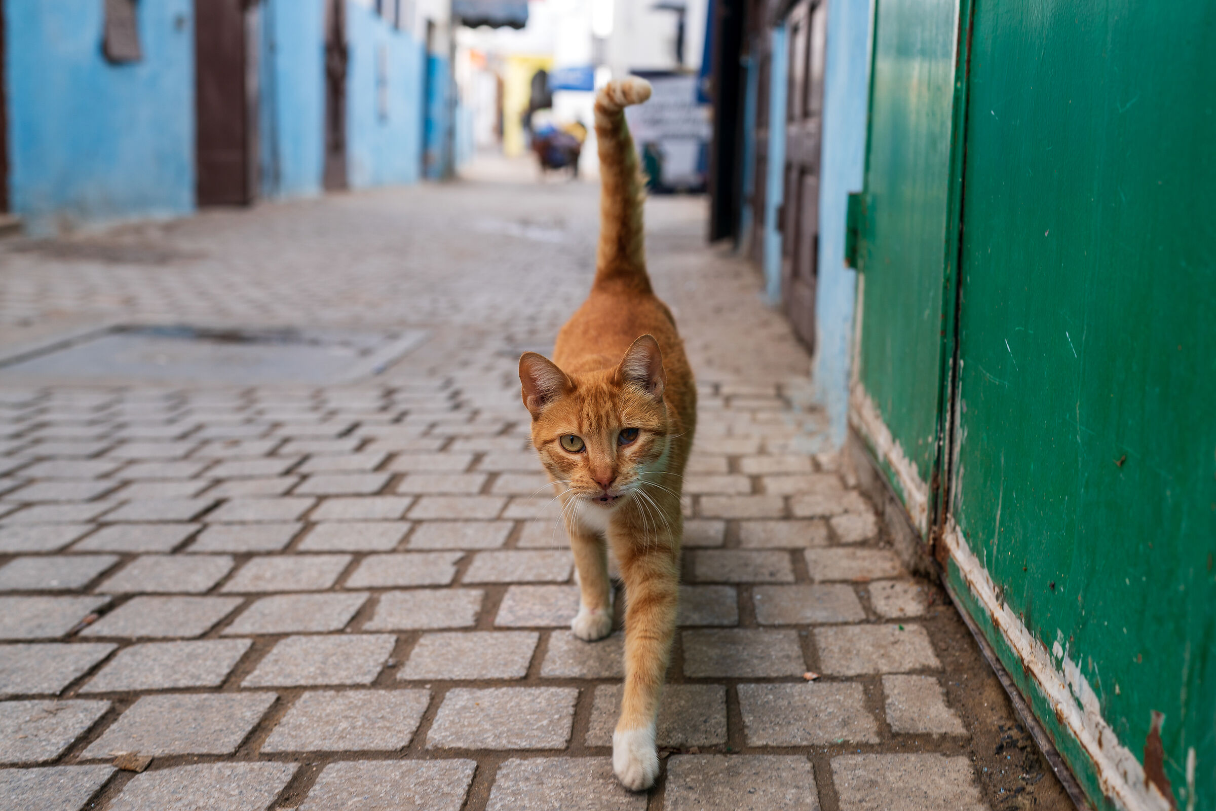 Gatti della Medina di Rabat