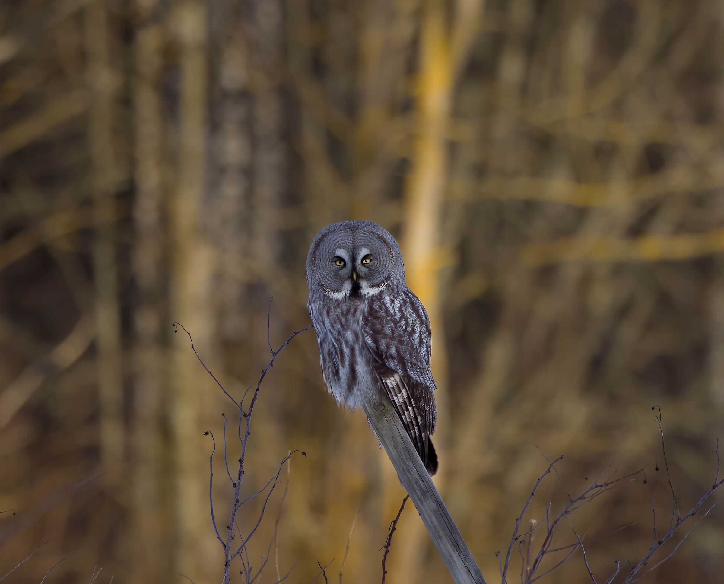 Lapland Owl - Strix nebulosa