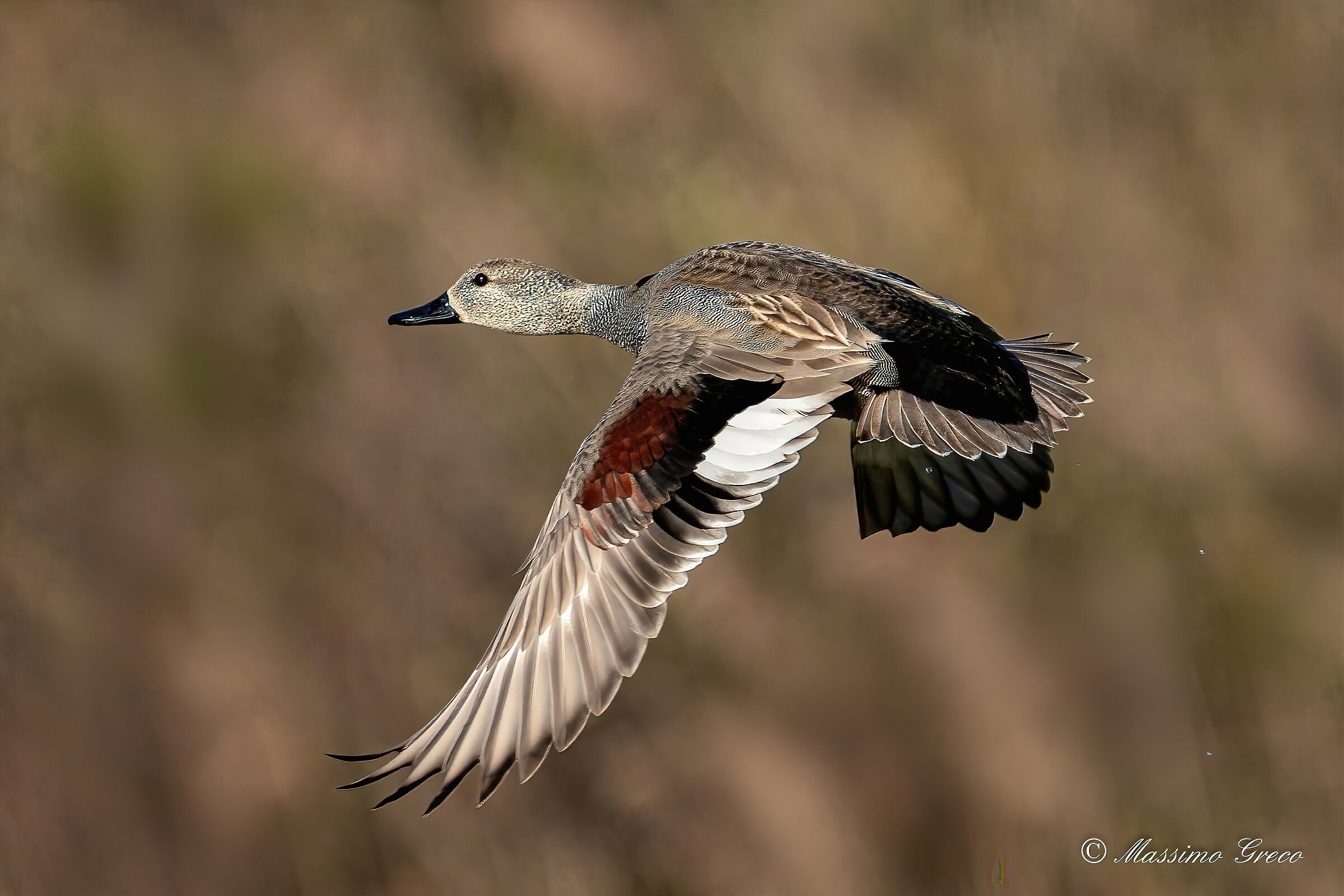 Canapiglia (Mareca strepera)