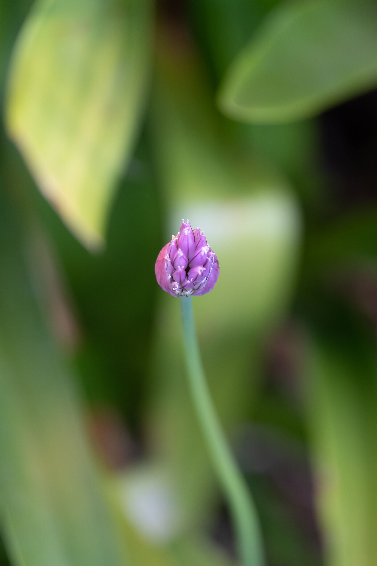 Allium schoenoprasum