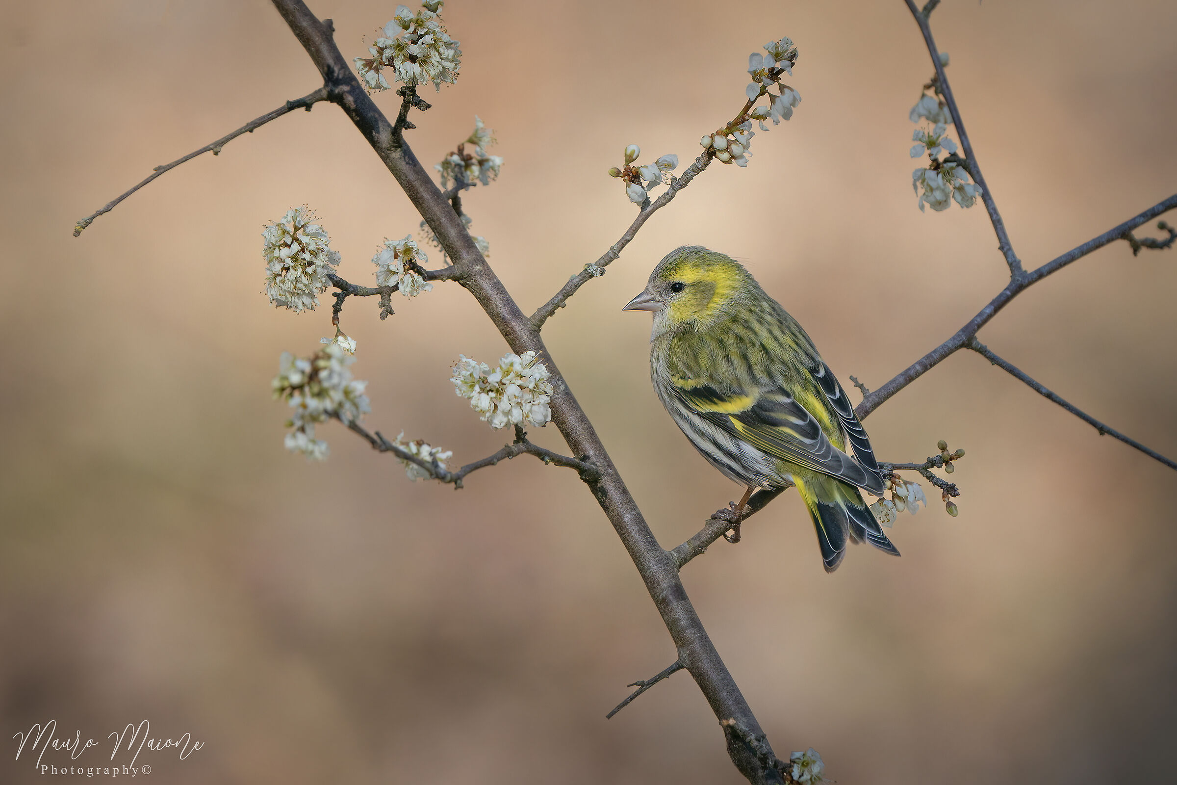 avvisaglie di primavera