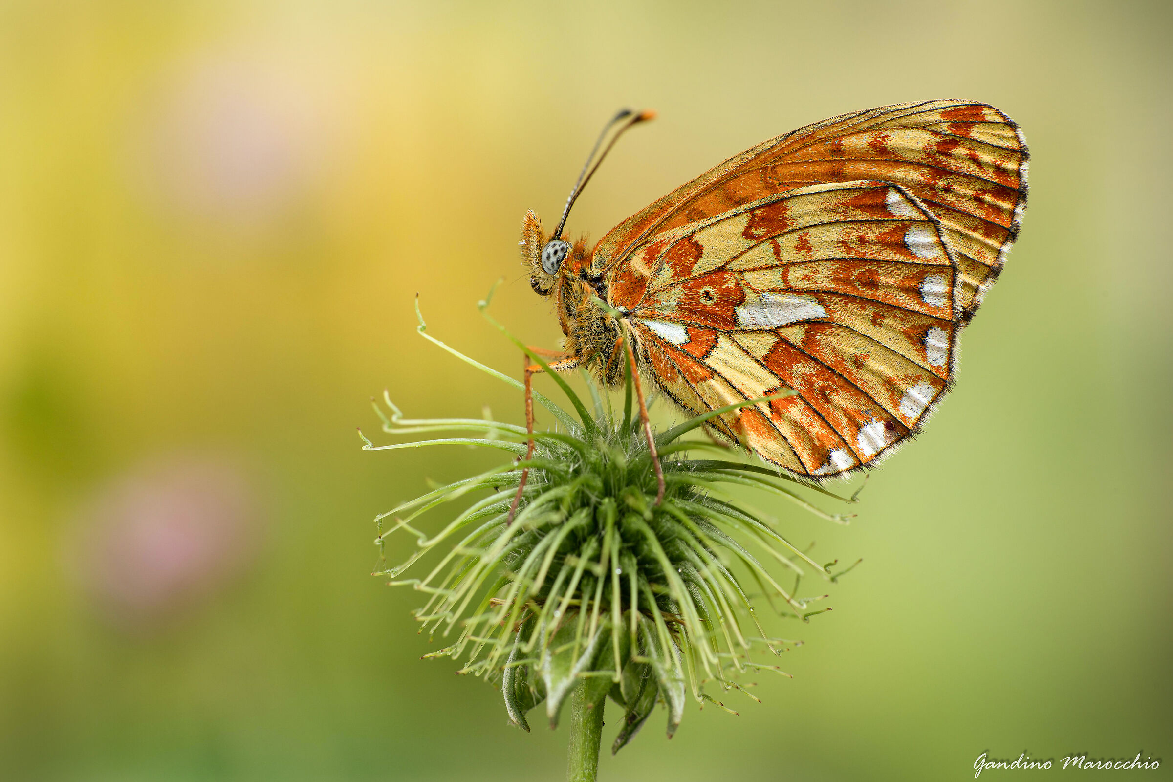 Boloria (Clossiana) Euphrosyne