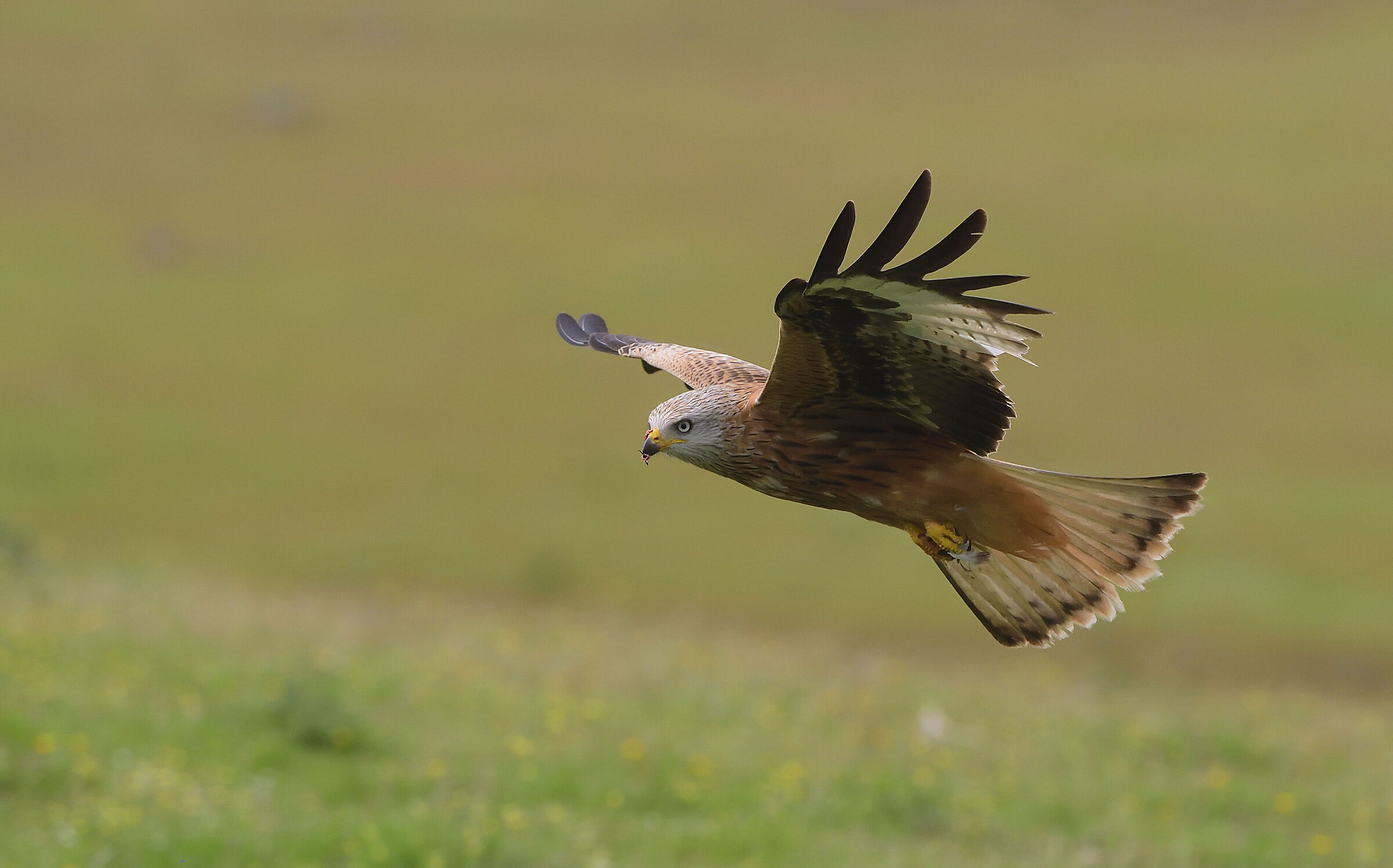 Black kite