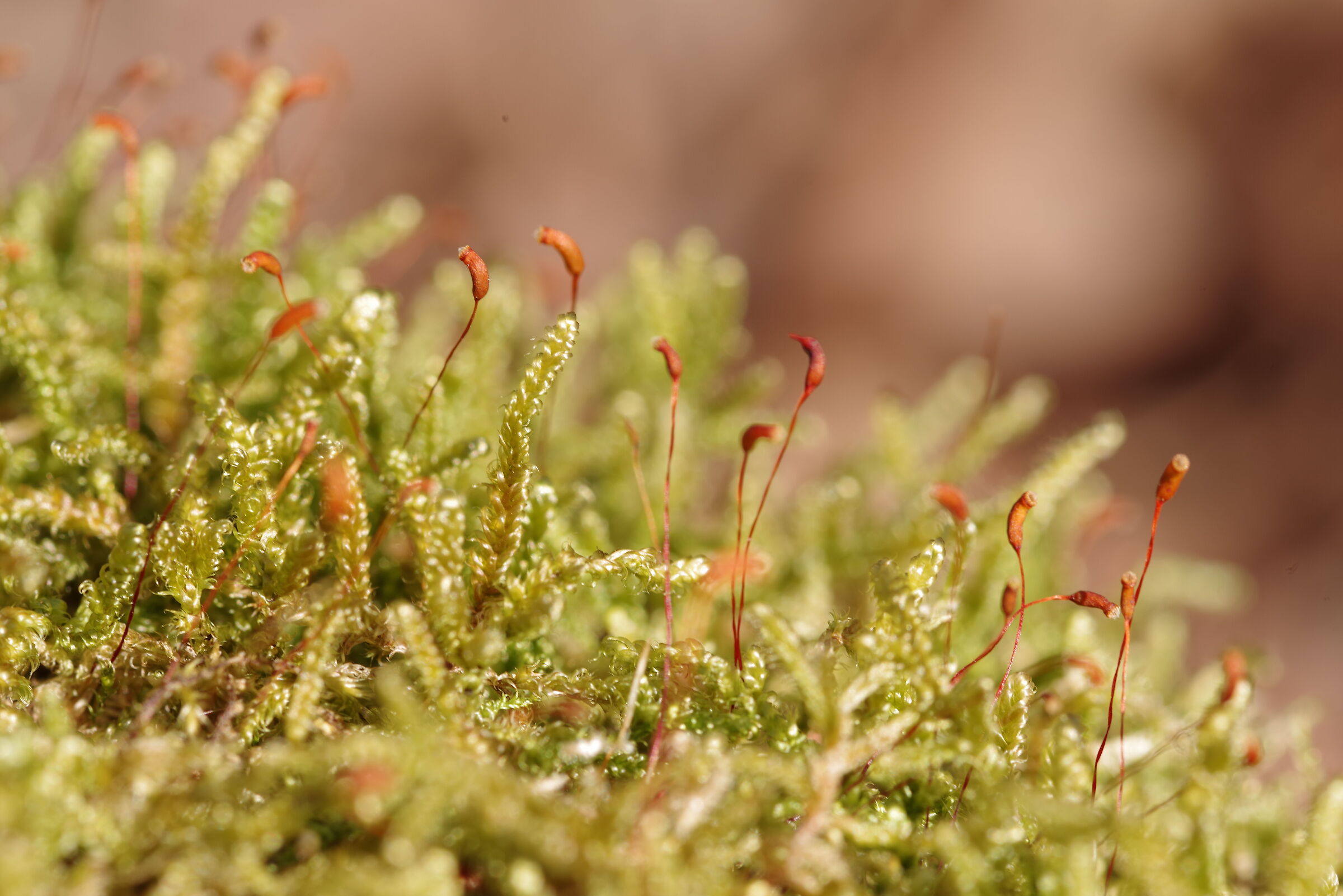 Micro forest