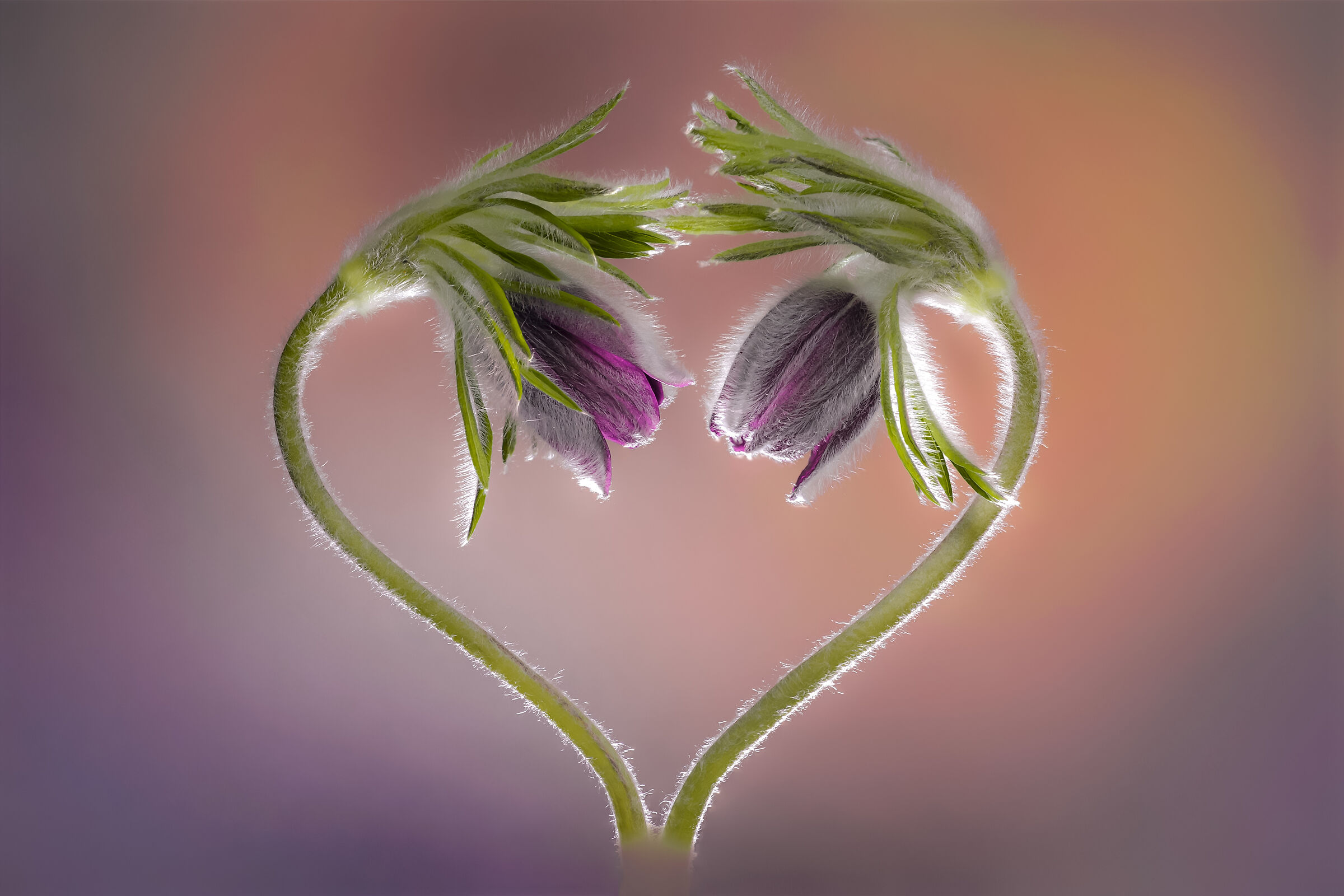 8 marzo festa della donna